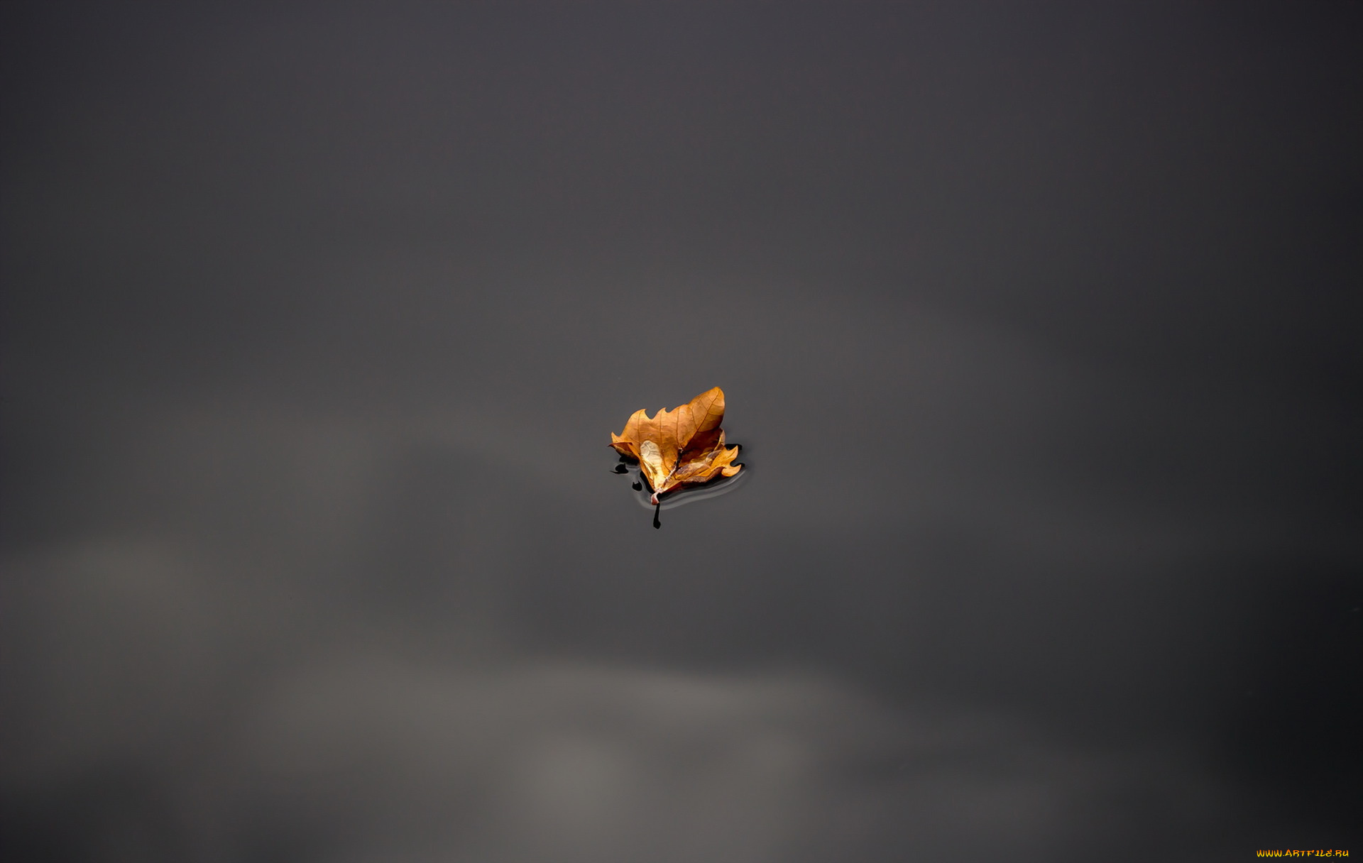 природа, листья, вода, лист