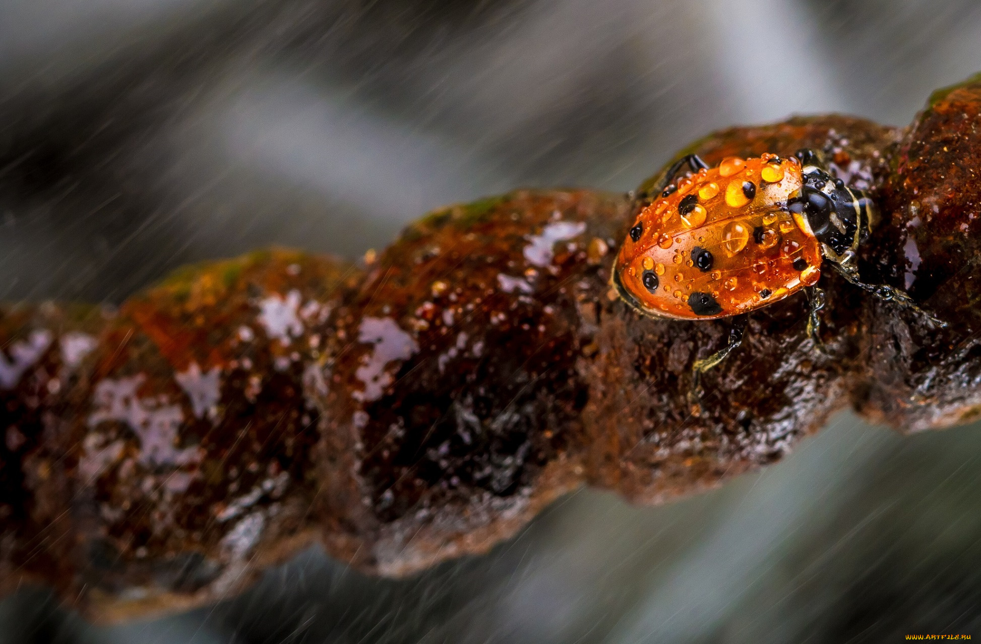 животные, божьи, коровки, макро, насекомое, божья, коровка, цвет, ярко