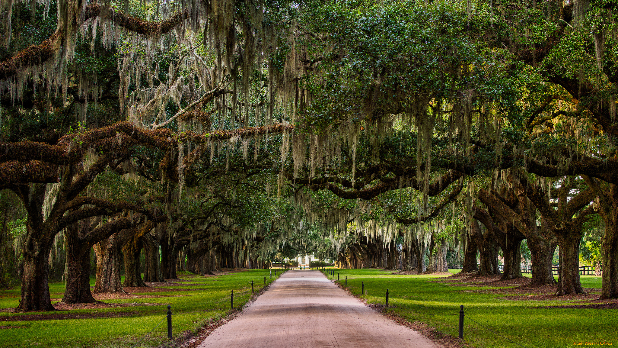 природа, дороги, дорожка, дубы