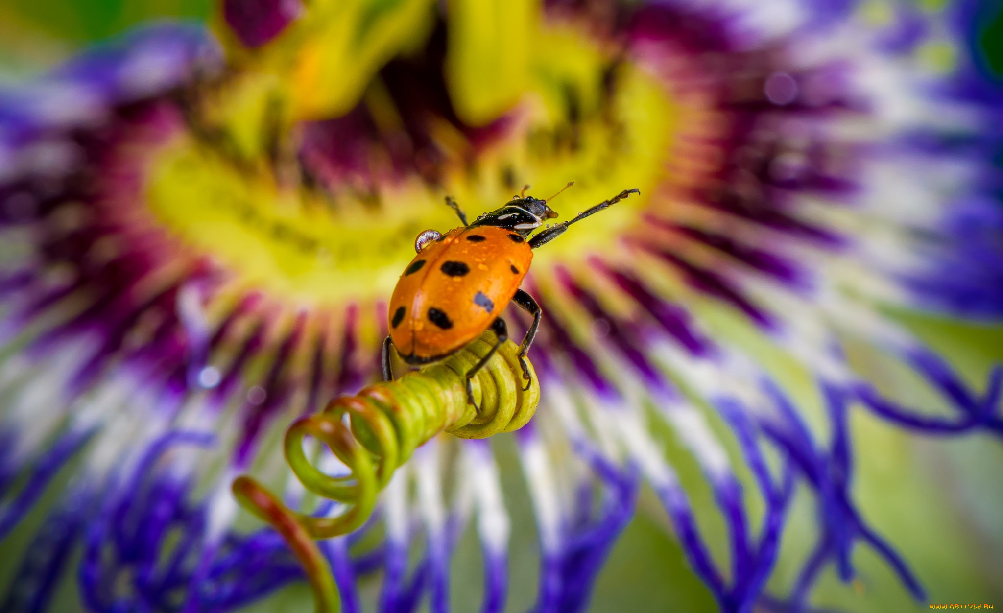 животные, божьи, коровки, макро, насекомое, божья, коровка, цвет, ярко