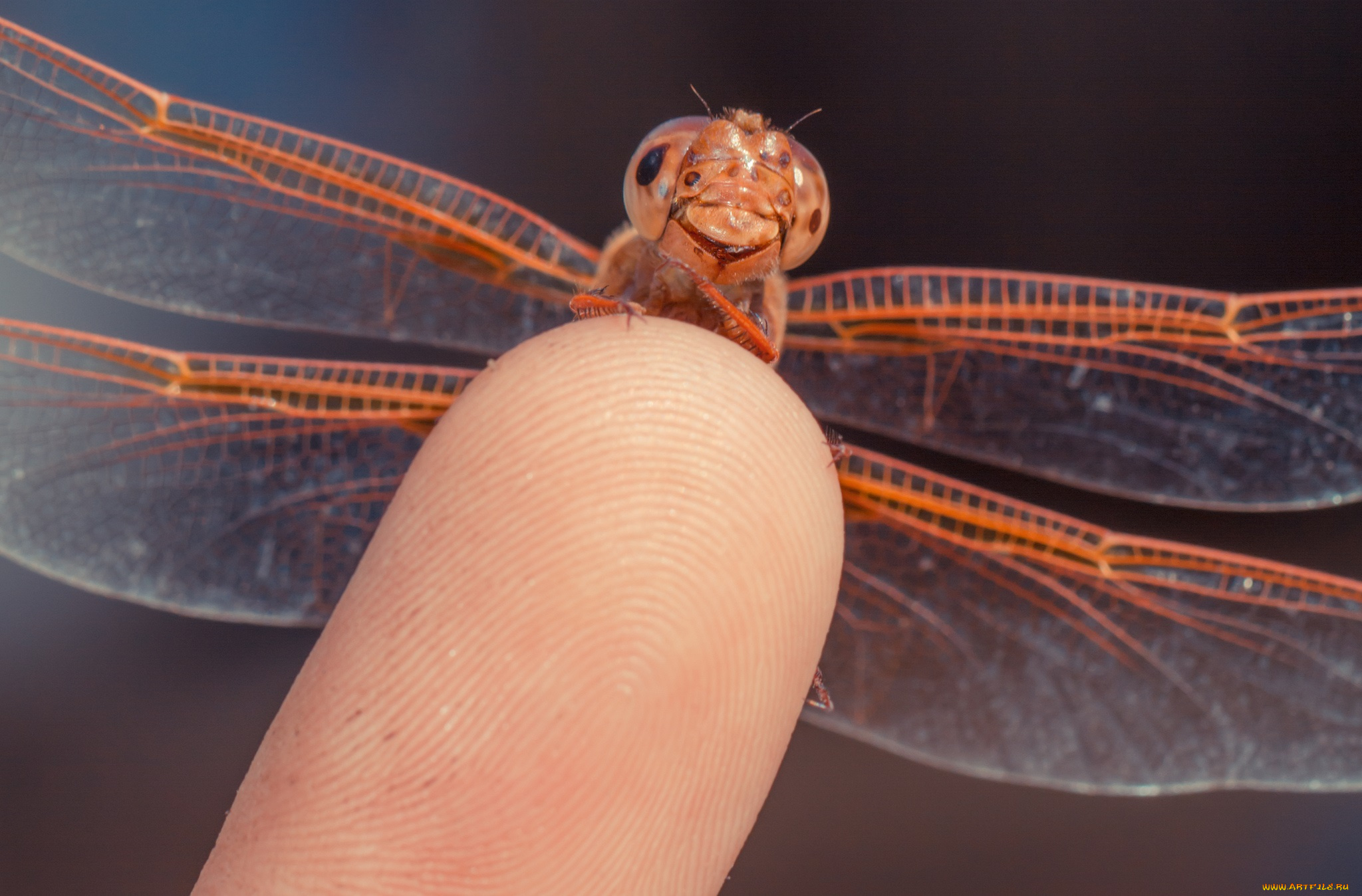 животные, стрекозы, глаза, палец, макро, стрекоза, крылья