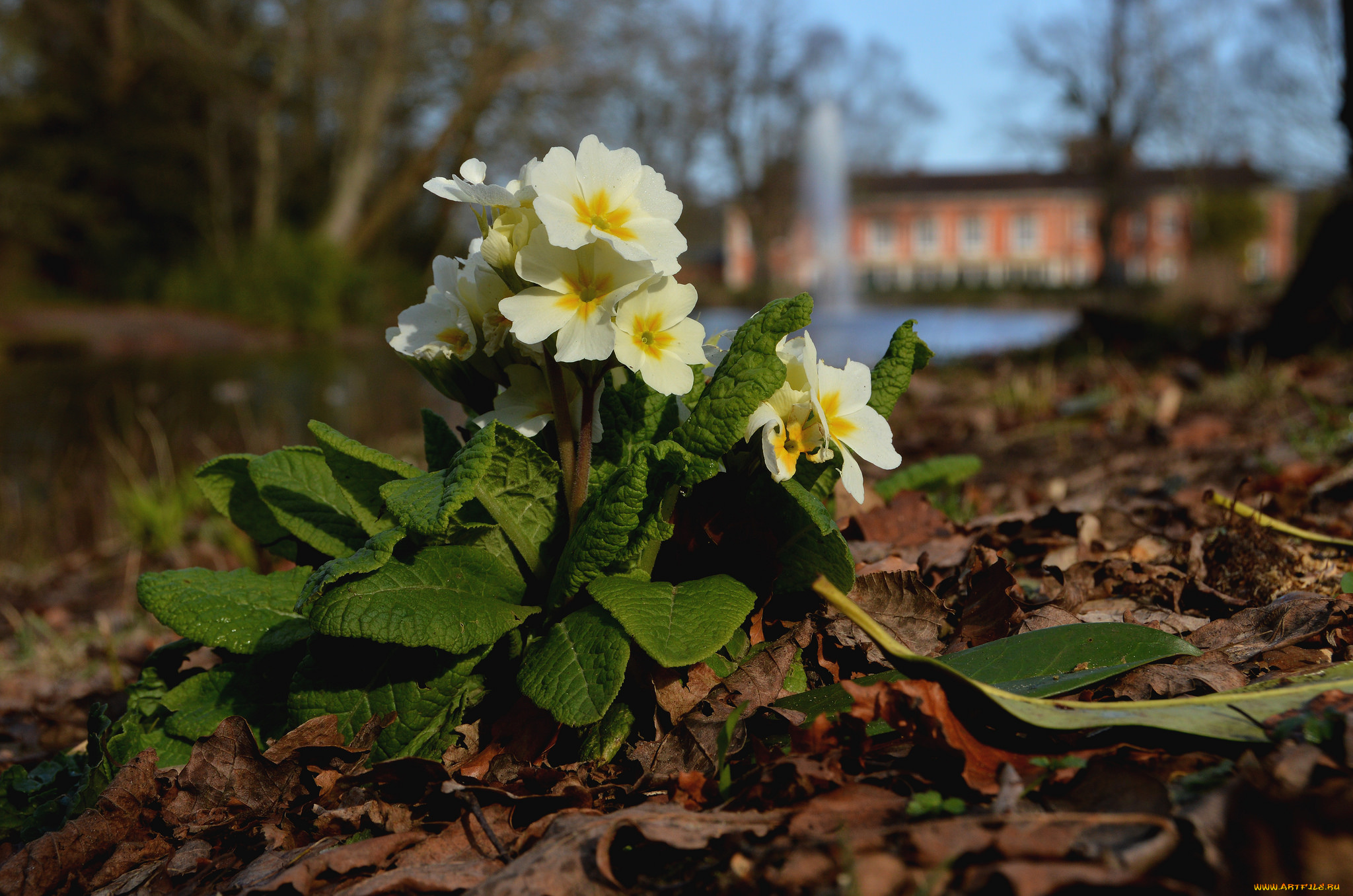 цветы, примулы, жёлтые, кустик, весна