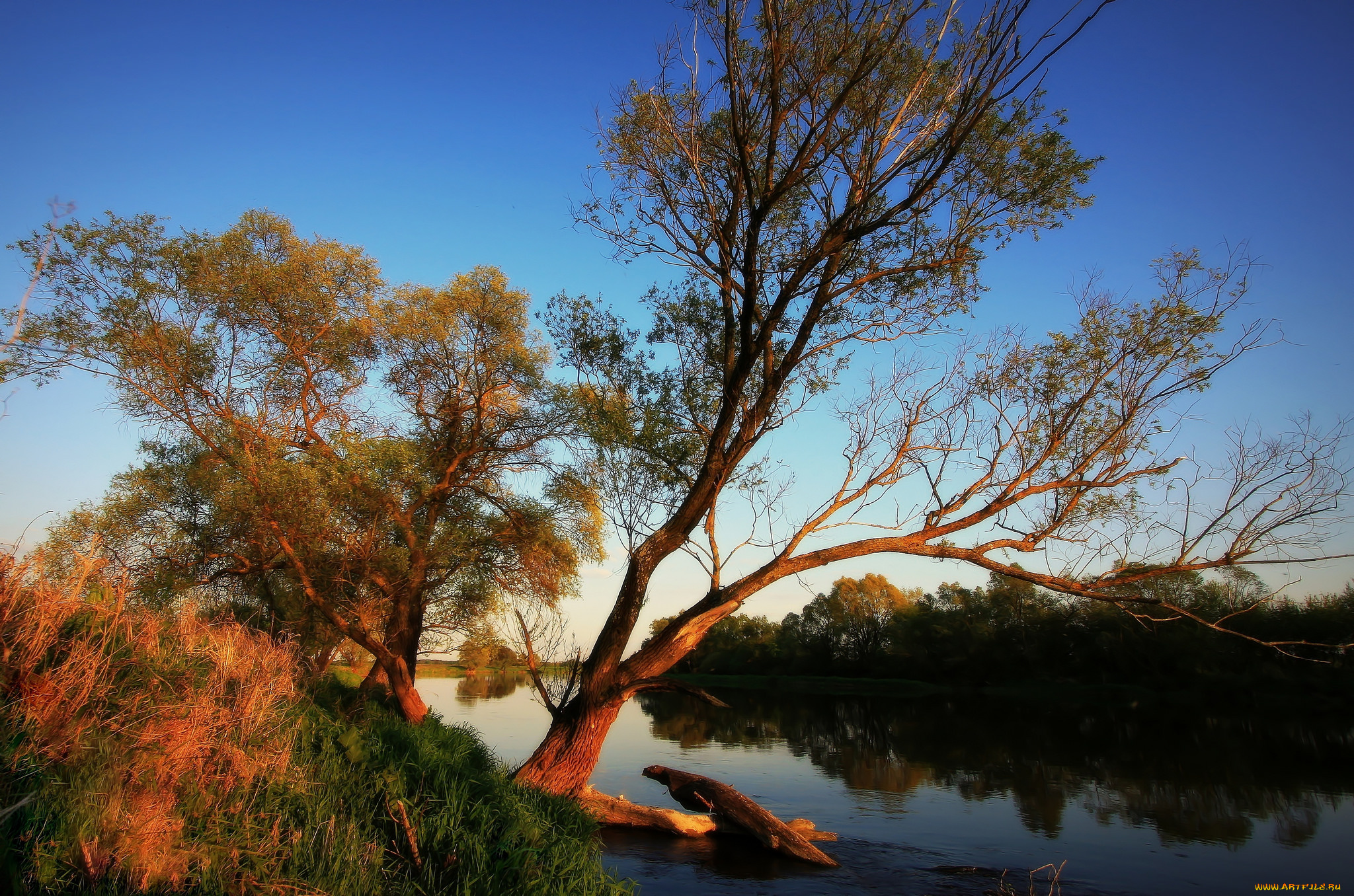 природа, реки, озера, река, деревья
