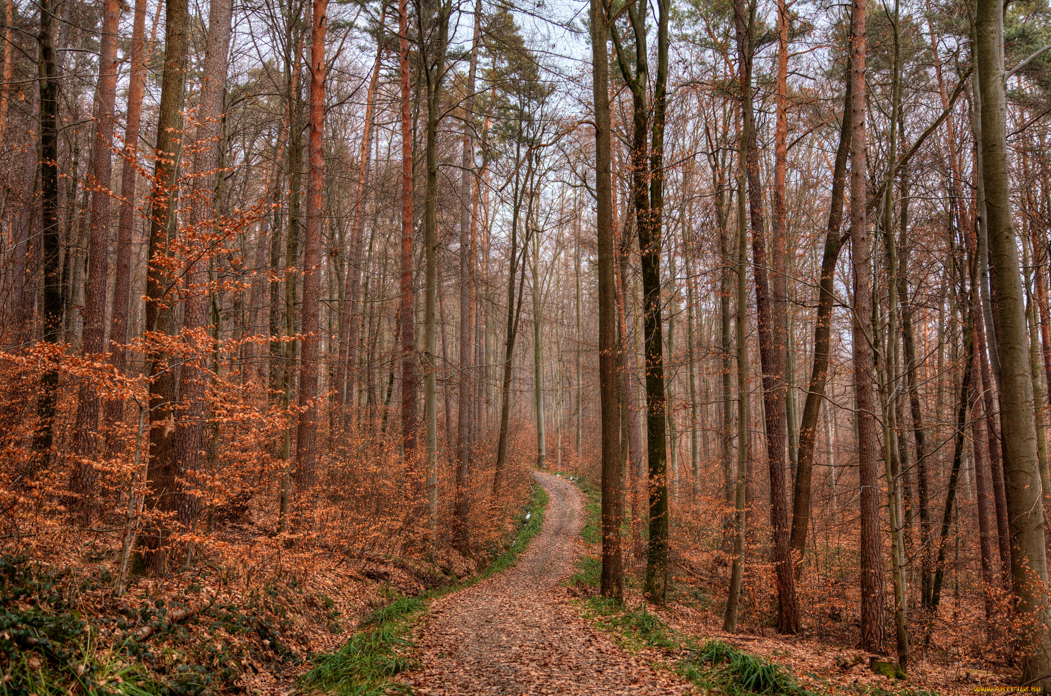 природа, дороги, сосны, осень, листва, тропинка