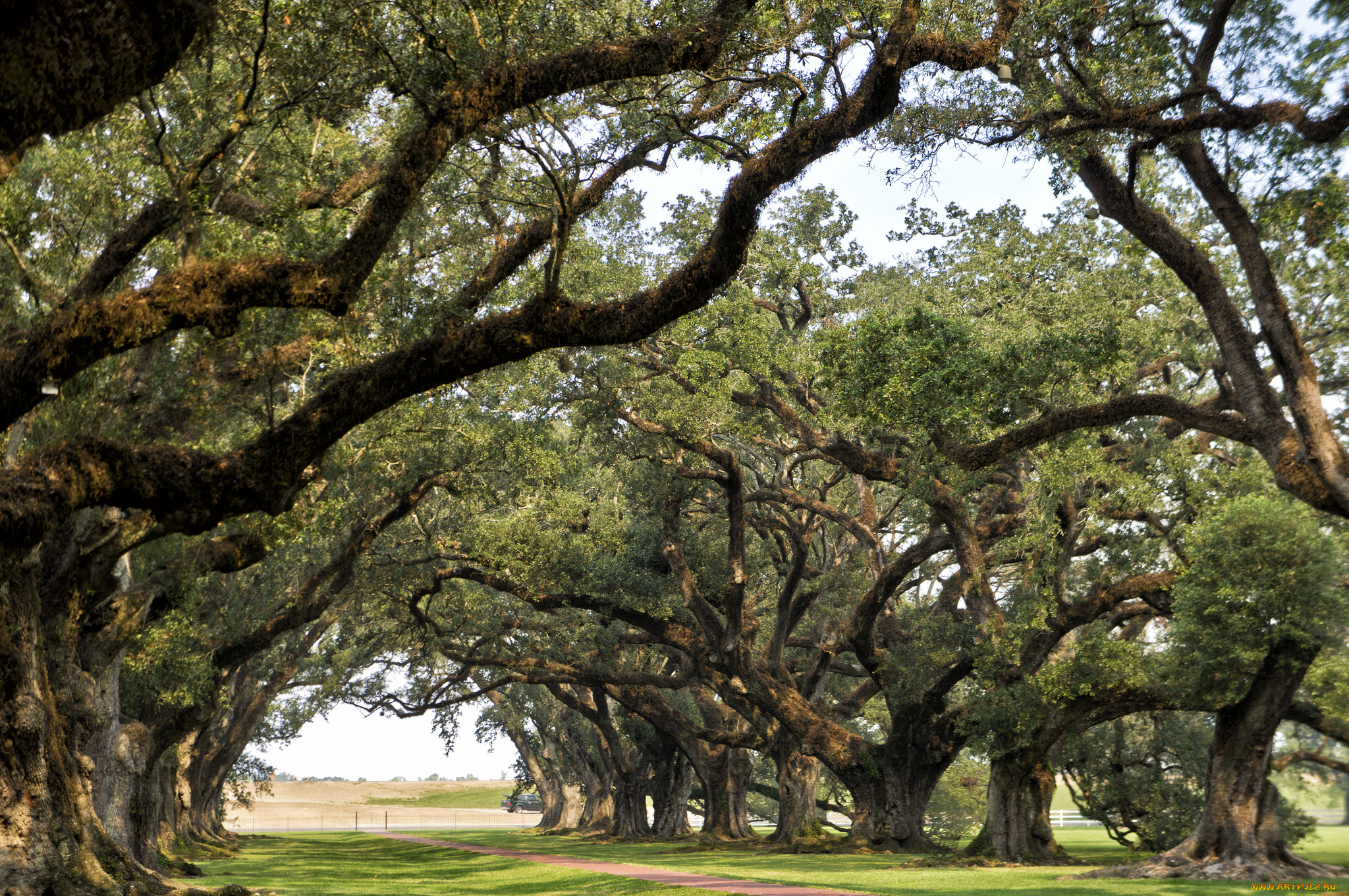 природа, деревья, дубы, тропинка