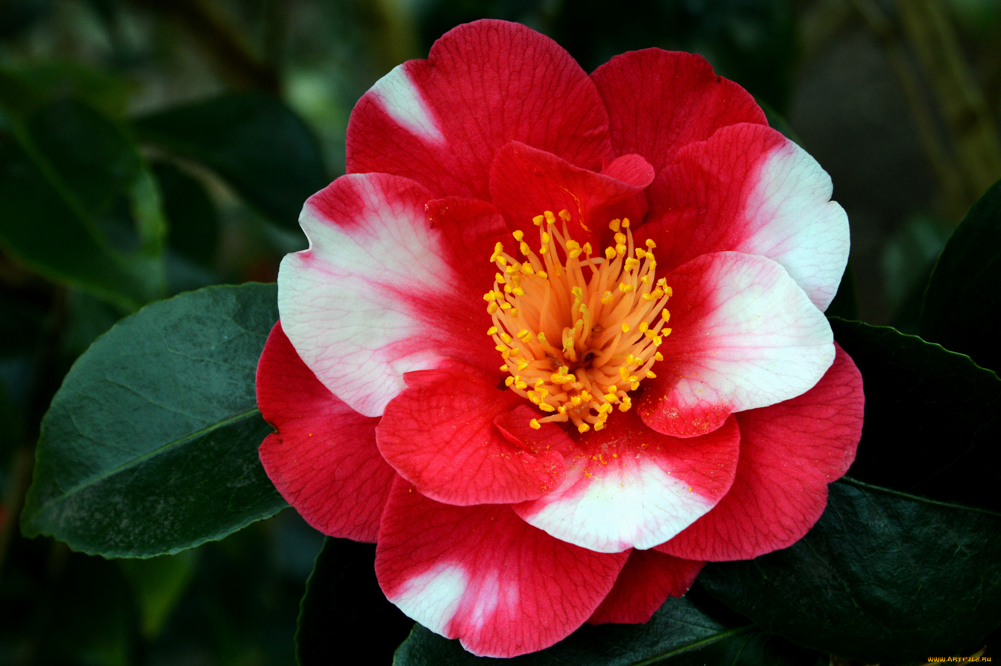 цветы, камелии, цветок, камелия