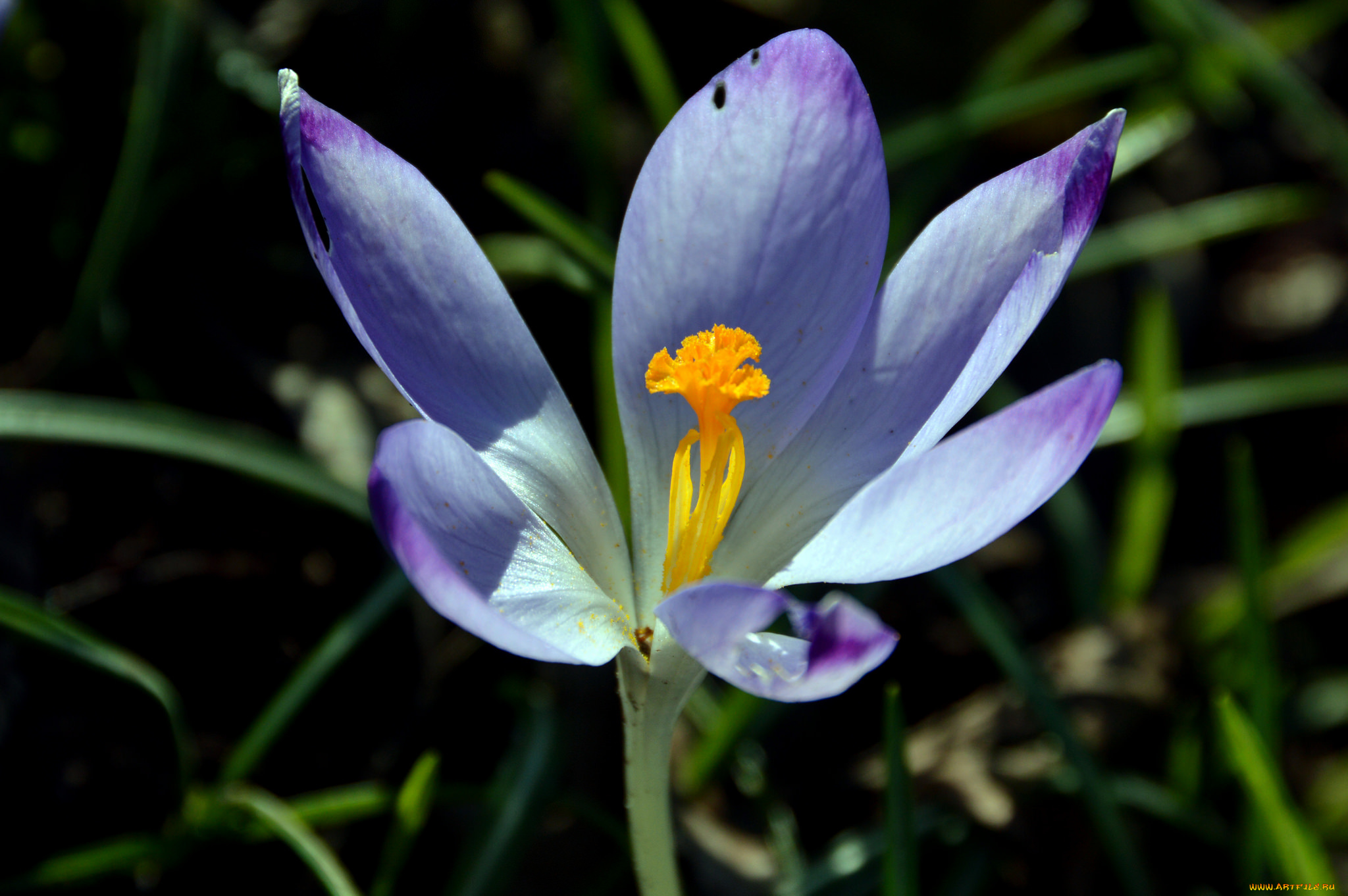 цветы, крокусы, крокус, макро, цветок