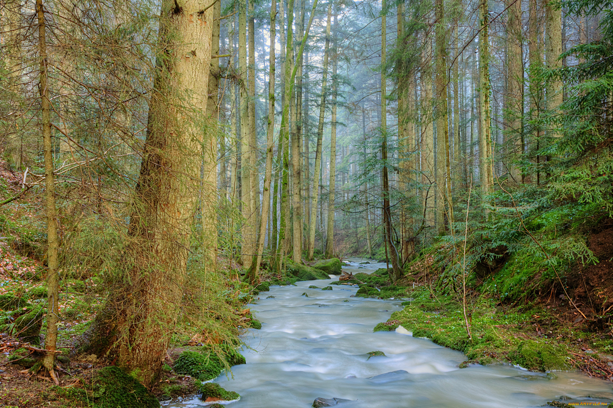 природа, реки, озера, река, лес