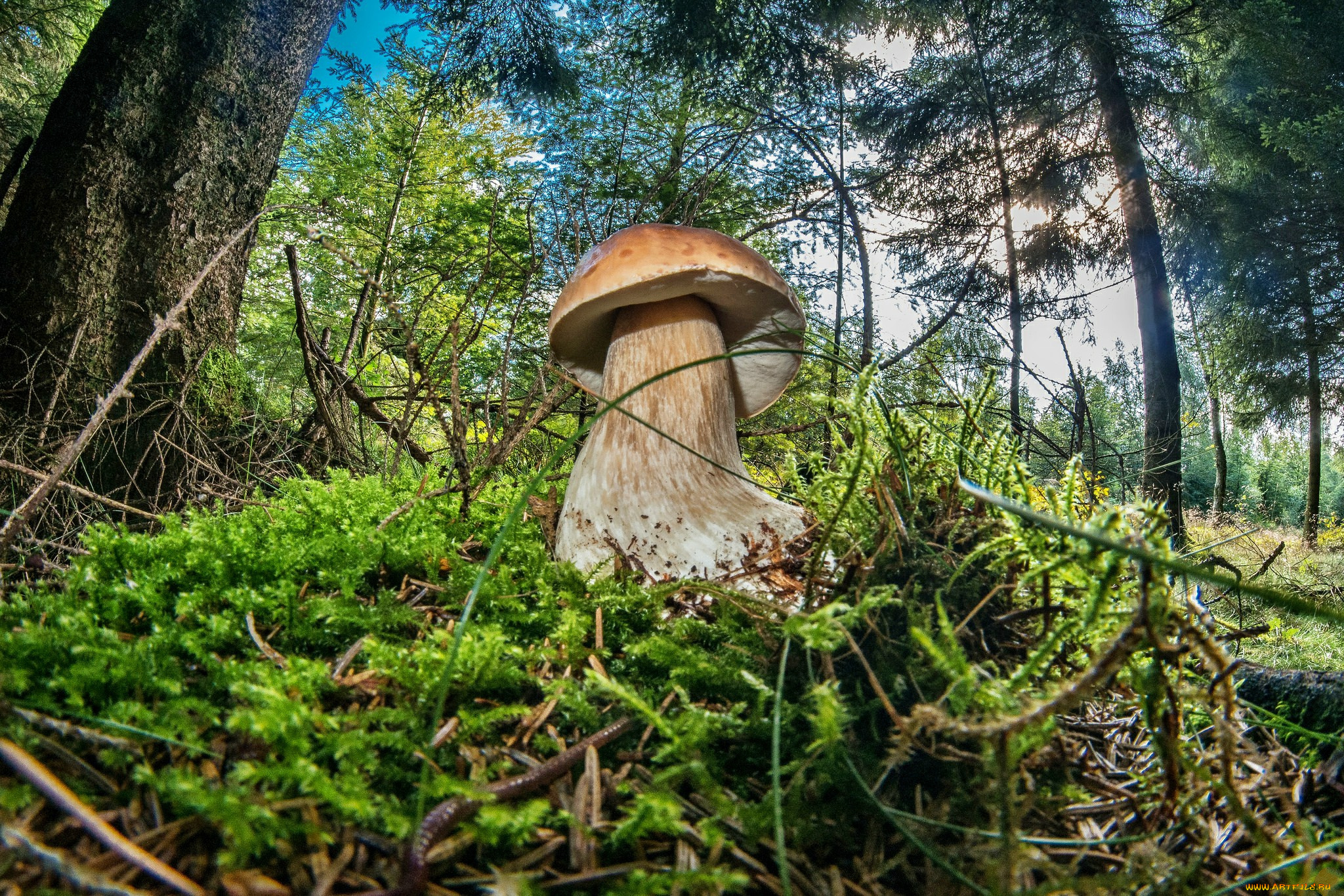 природа, грибы, боровик, мох, лес