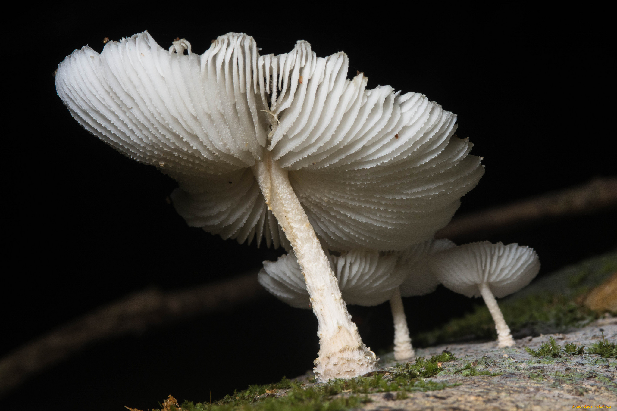 природа, грибы, макро