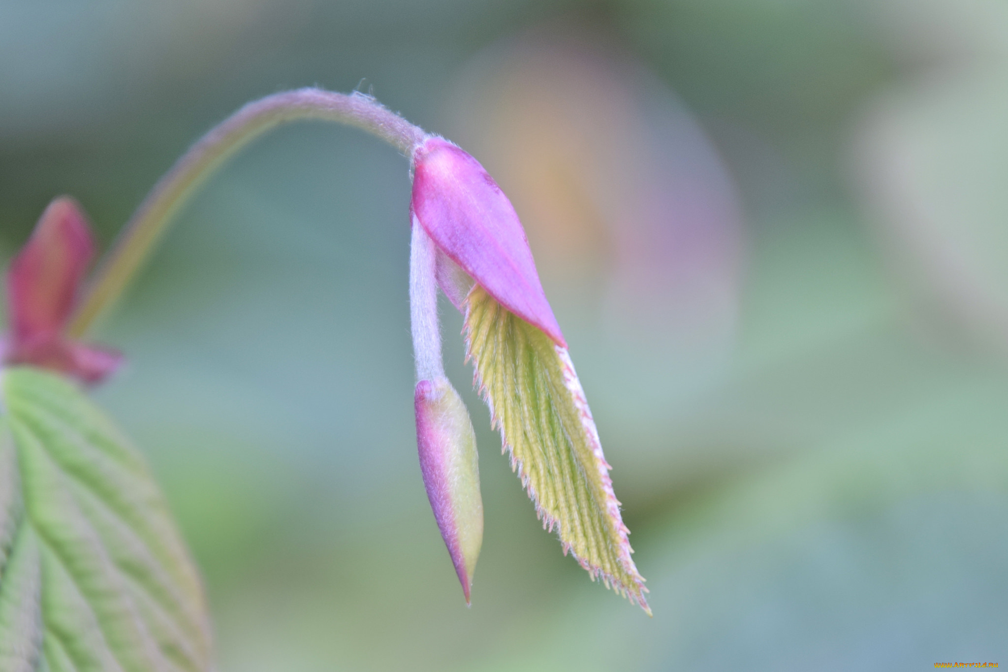 природа, макро, фон