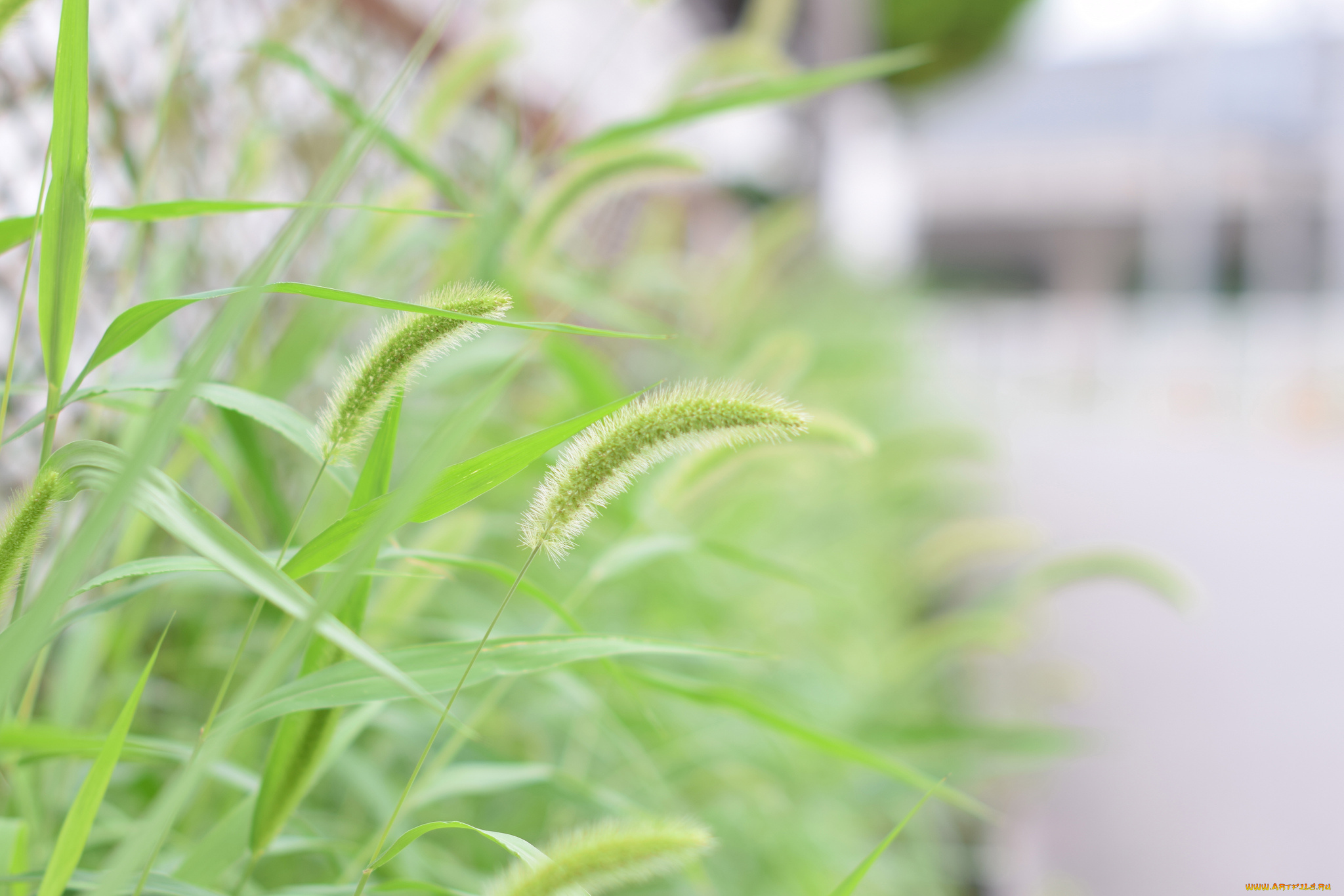 природа, макро, колоски, трава