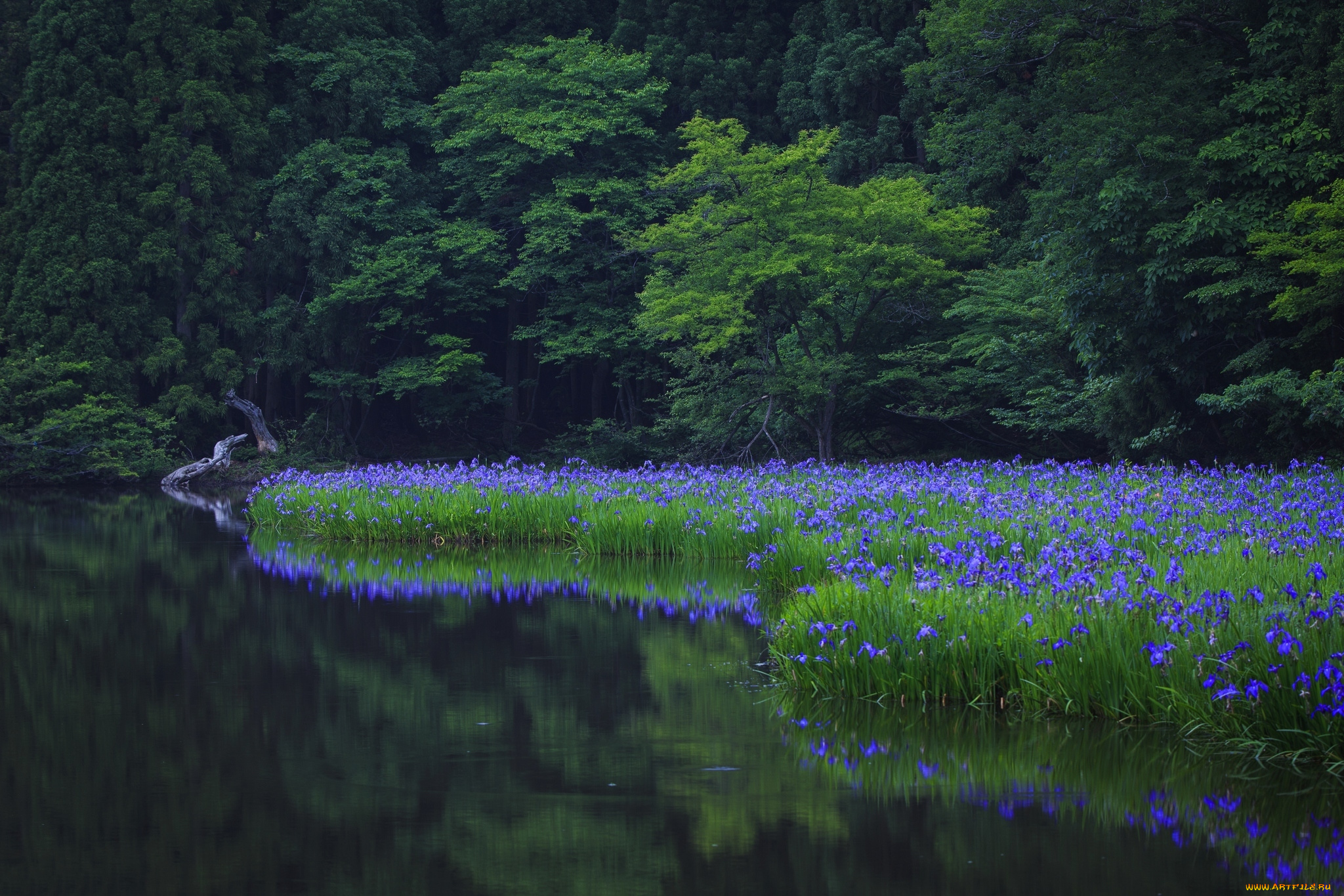 природа, реки, озера, nature, tree, trees, green, park, water, reflection, grass, flowers, деревья, зеленые, парк, вода, отражение, трава, цветы