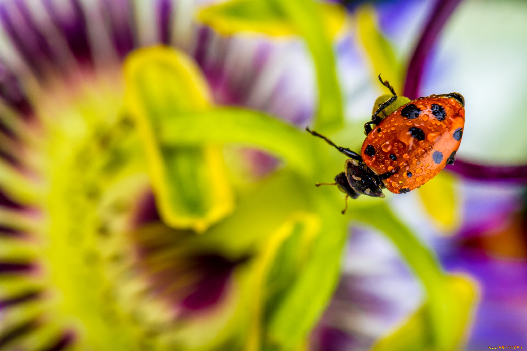животные, божьи, коровки, макро, насекомое, божья, коровка, цвет, ярко
