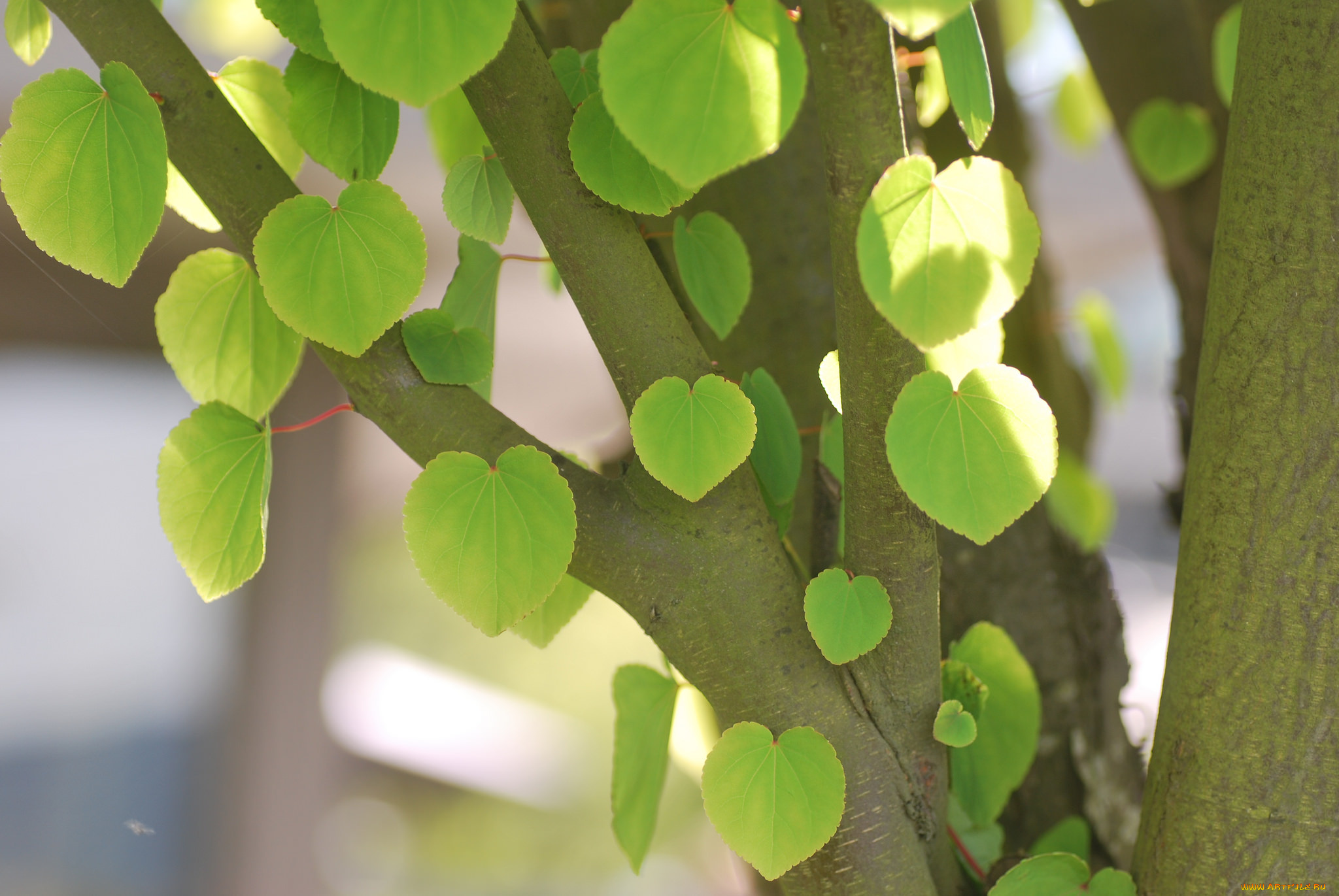 природа, листья, ствол, дерево