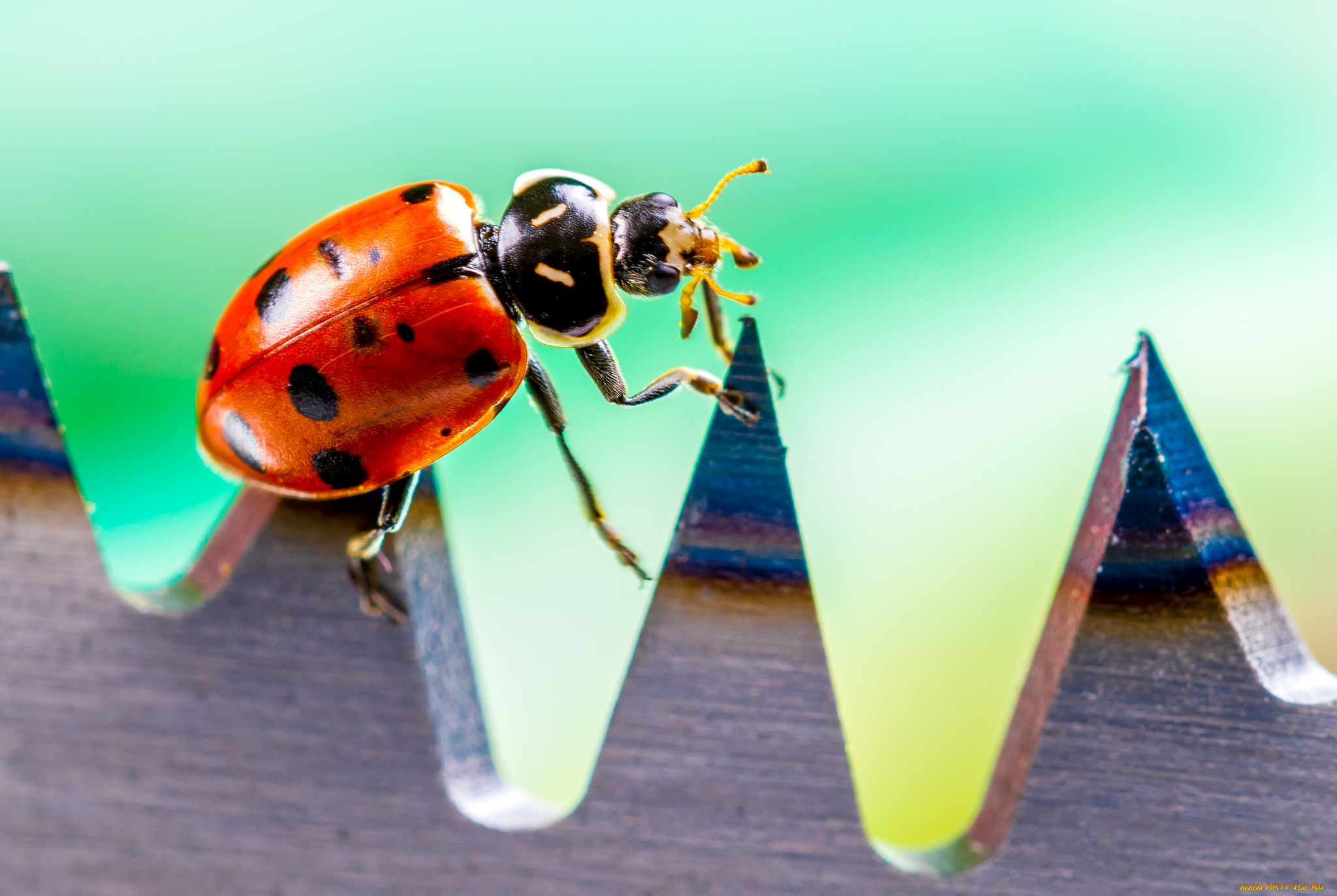 животные, божьи, коровки, макро, насекомое, божья, коровка, цвет, ярко