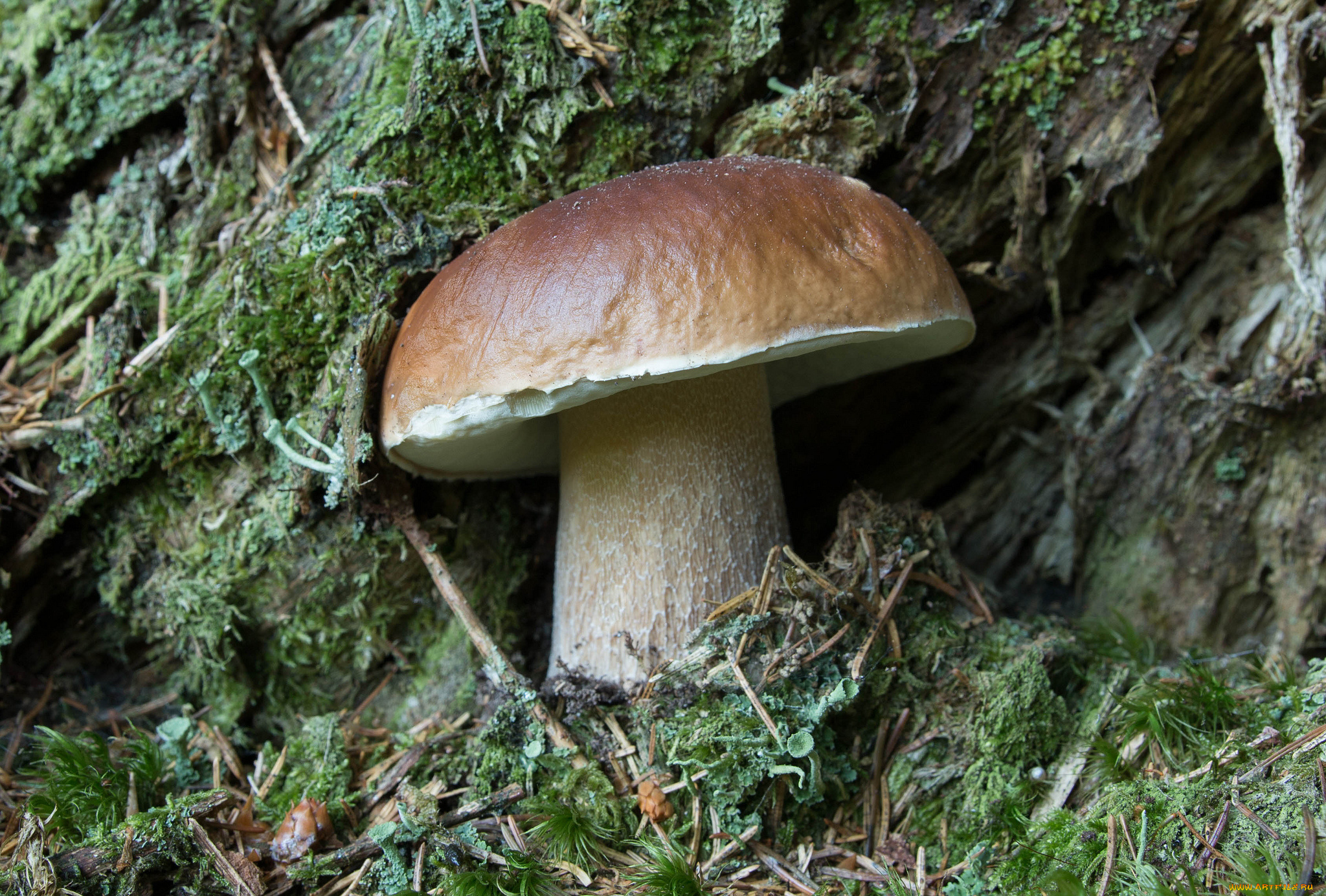 природа, грибы, белый