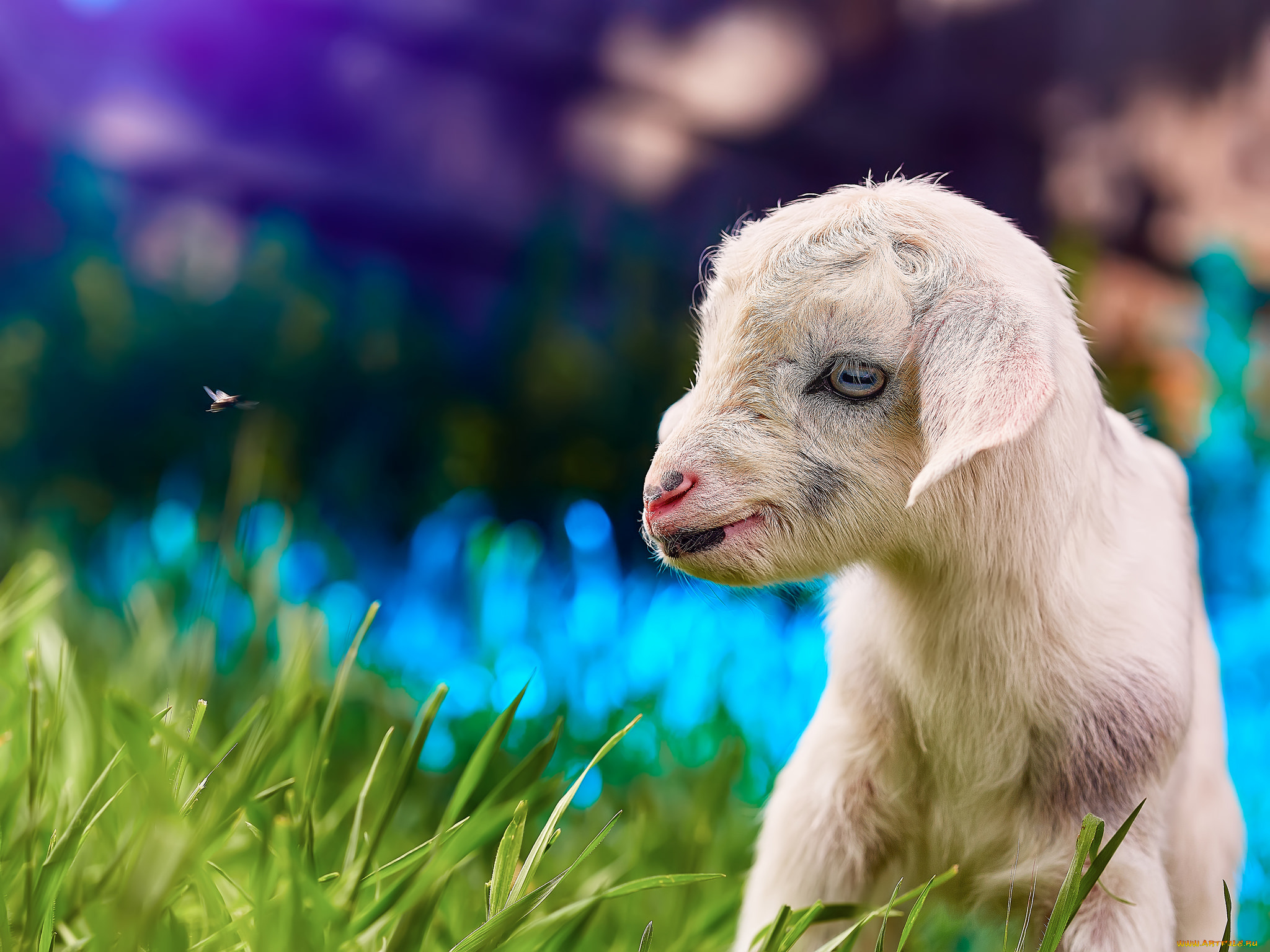 животные, козы, козлёнок, белый