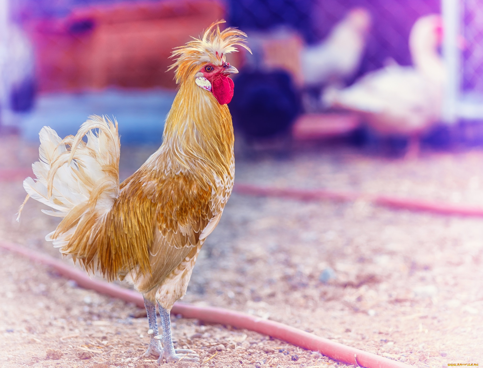 животные, куры, , петухи, петух, обработка, хохолок
