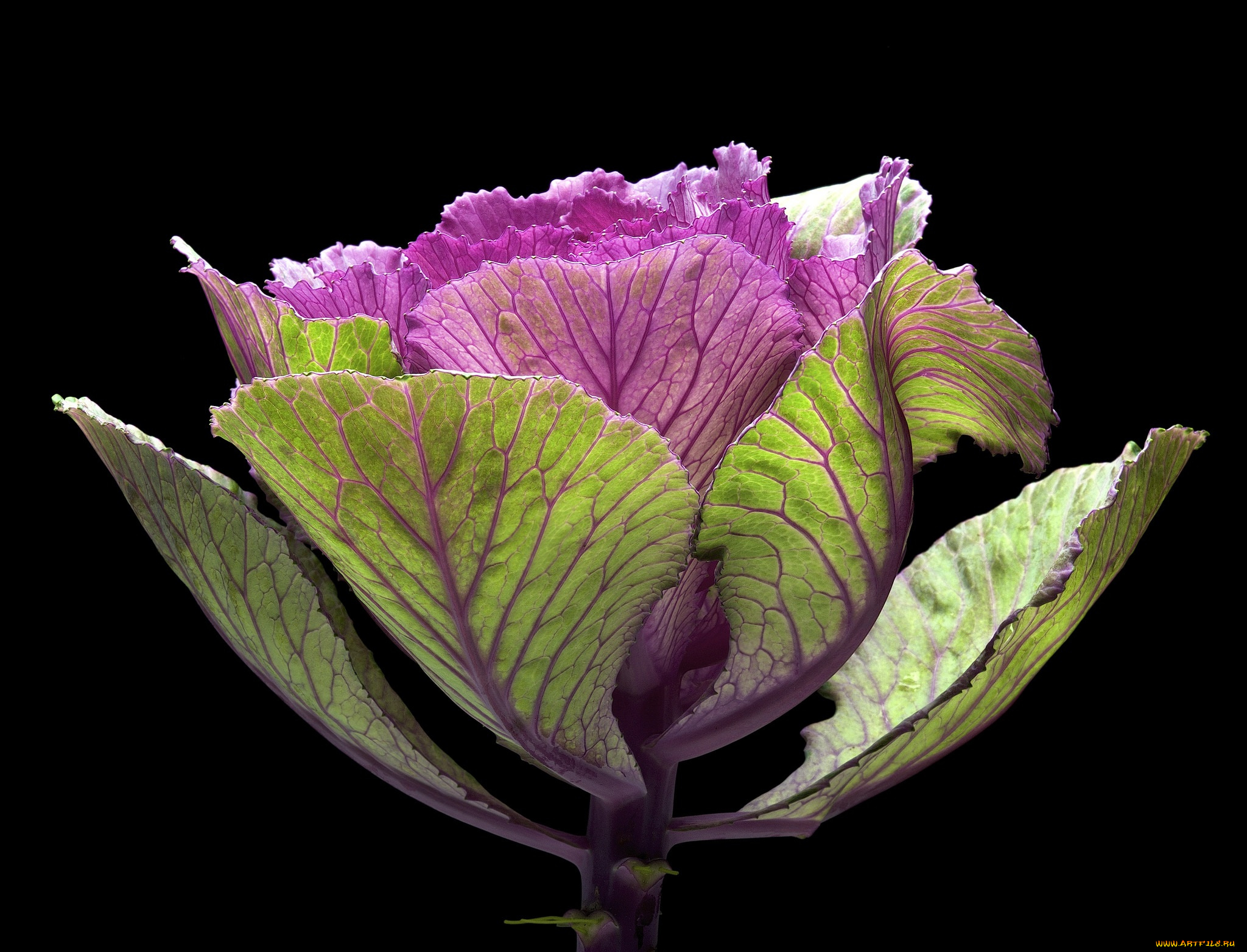 цветы, декоративная, капуста, макро, фон, чёрный, декоративная, капуста