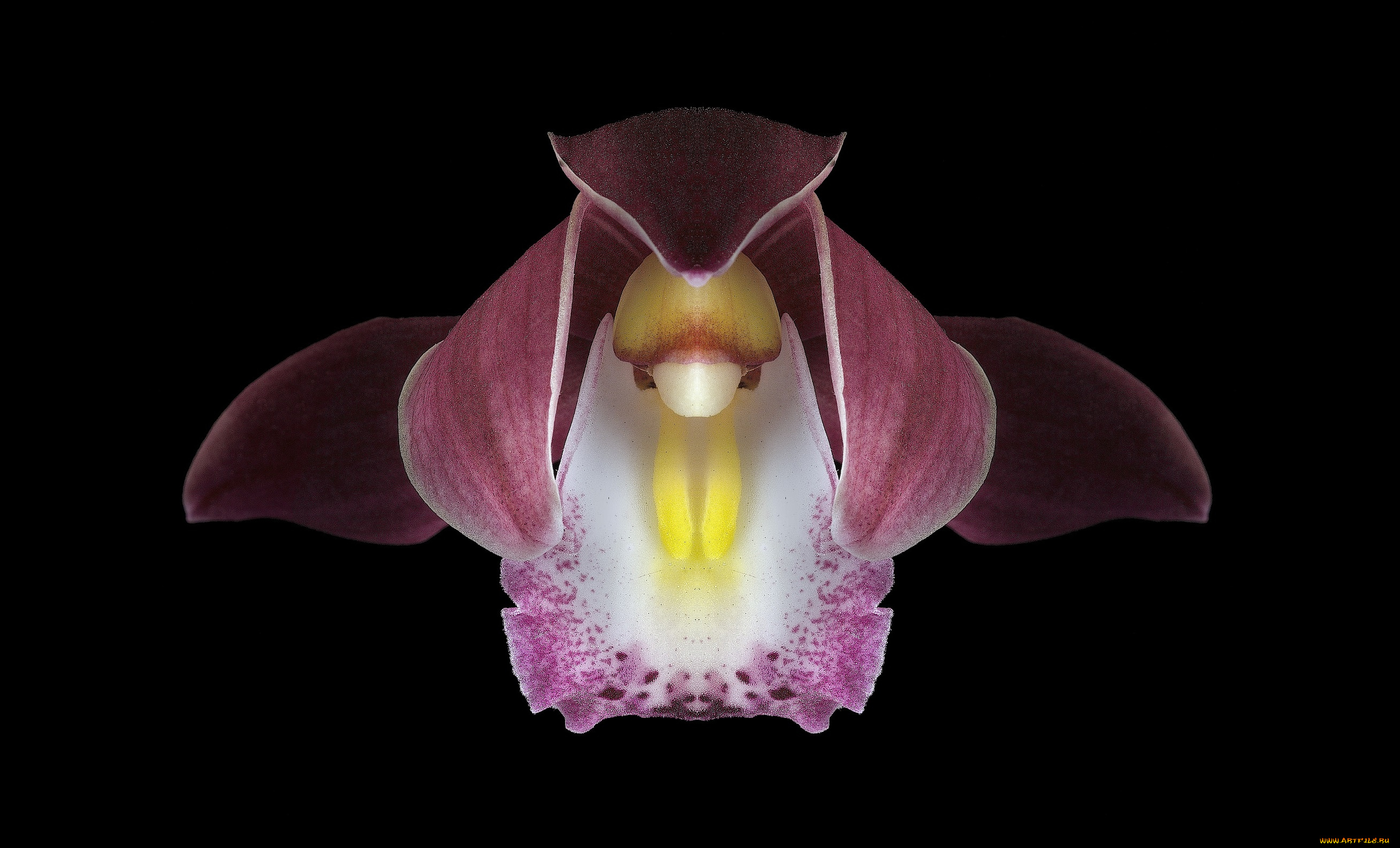 цветы, орхидеи, фон, чёрный, орхидея, цветок