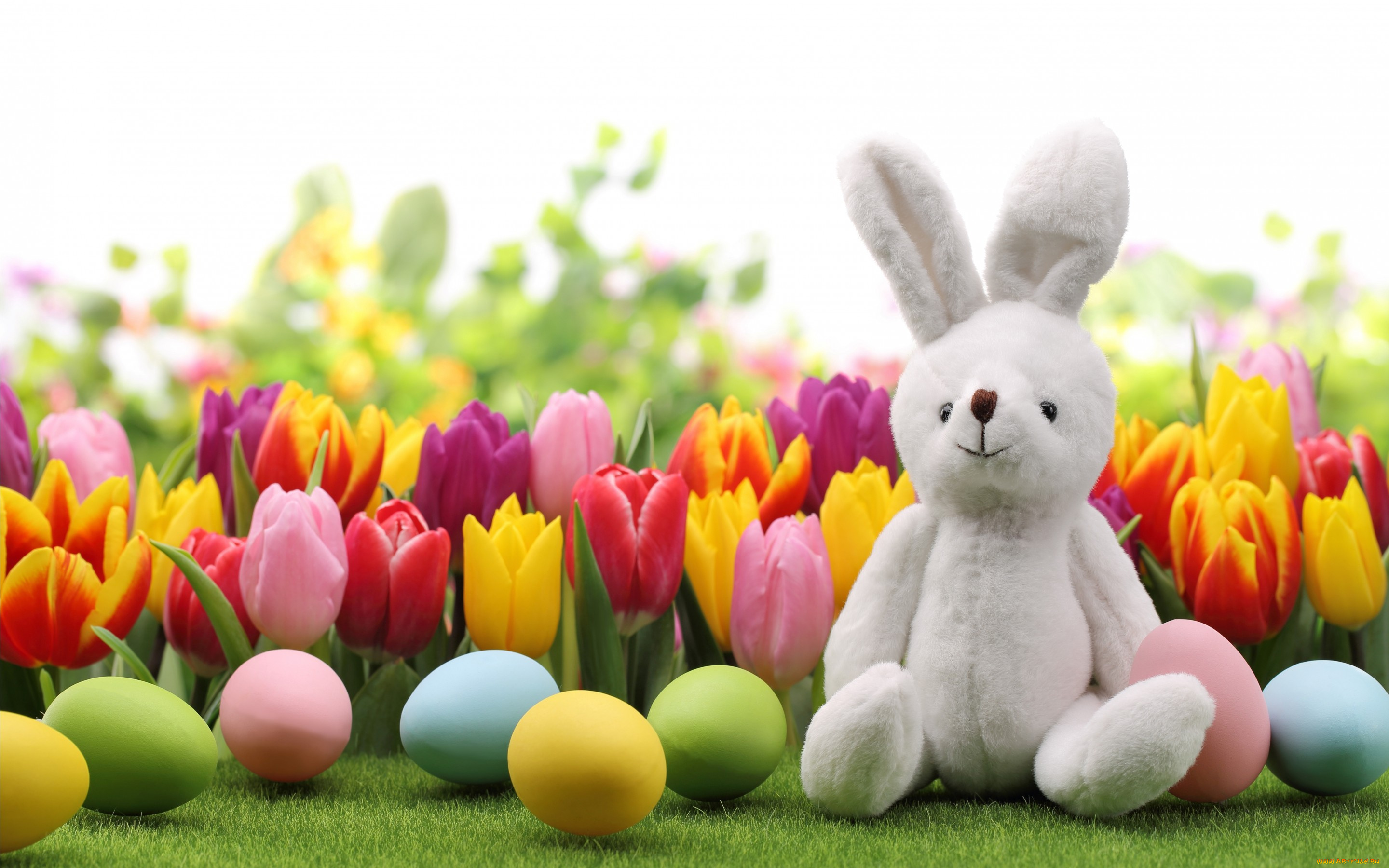 праздничные, пасха, тюльпаны, кролик, яйца, bunny, tulips, flowers, spring, eggs, easter