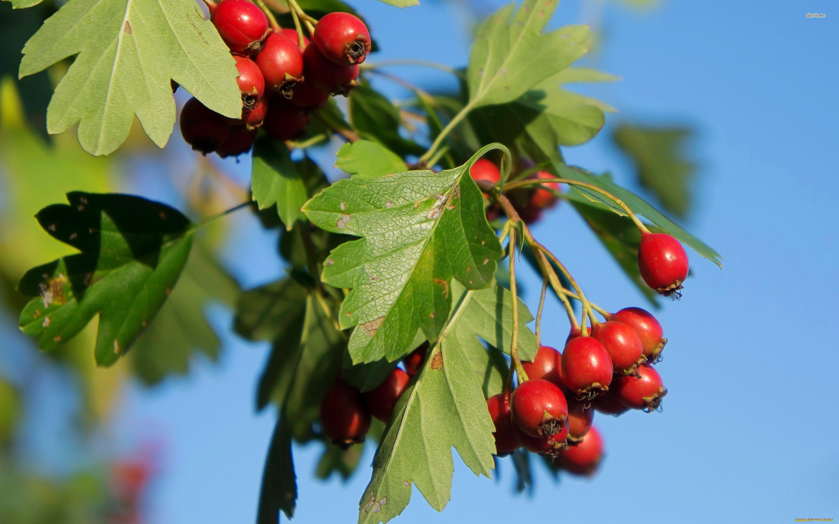 природа, Ягоды