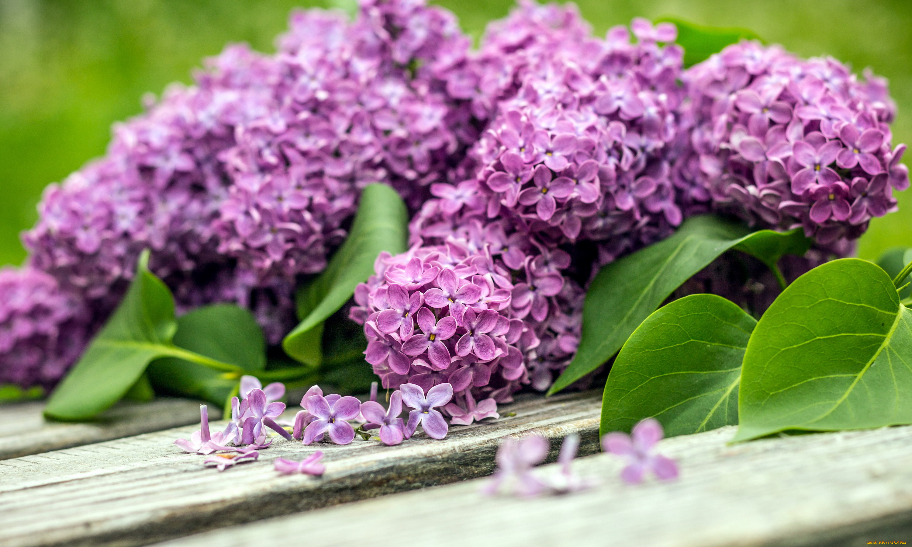 цветы, сирень, лепестки