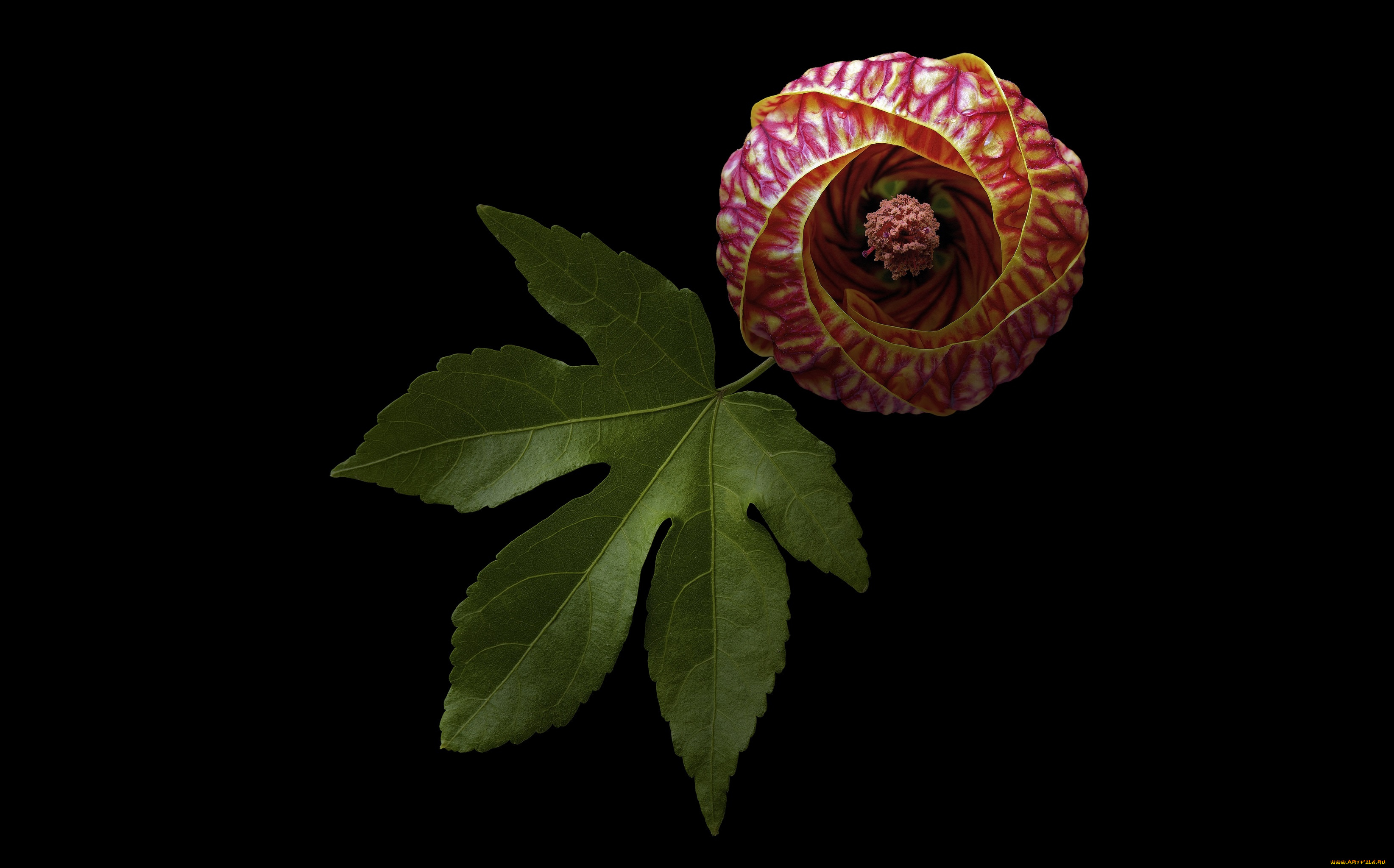 цветы, бадан, макро, лист, цветок, чёрный, фон