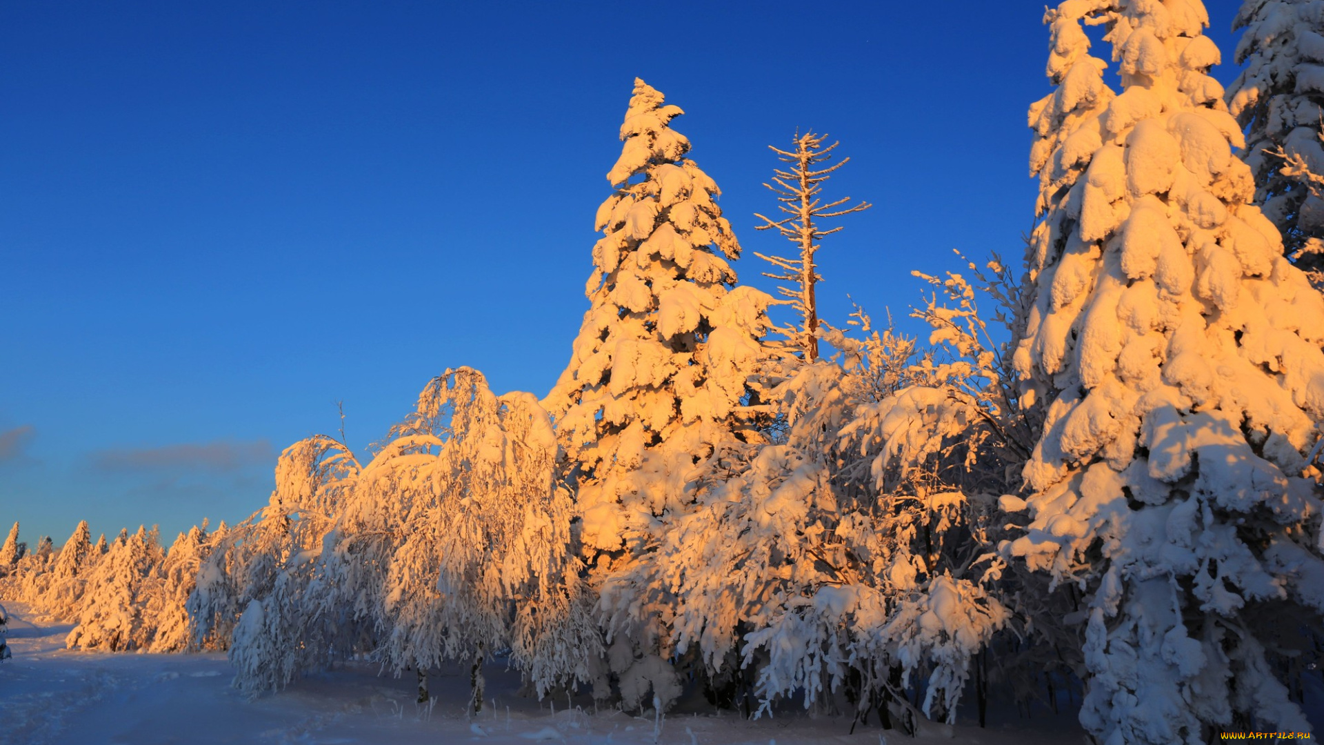 природа, зима, деревья, снег