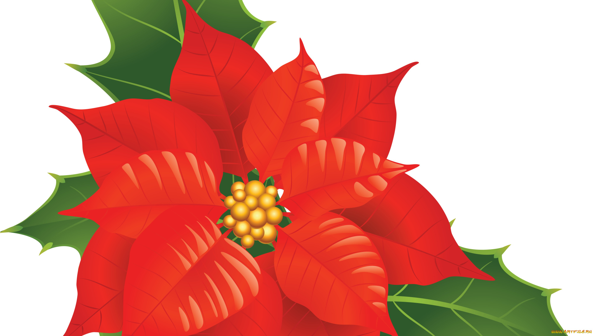 векторная, графика, цветы, , flowers, цветок, лепестки, фон