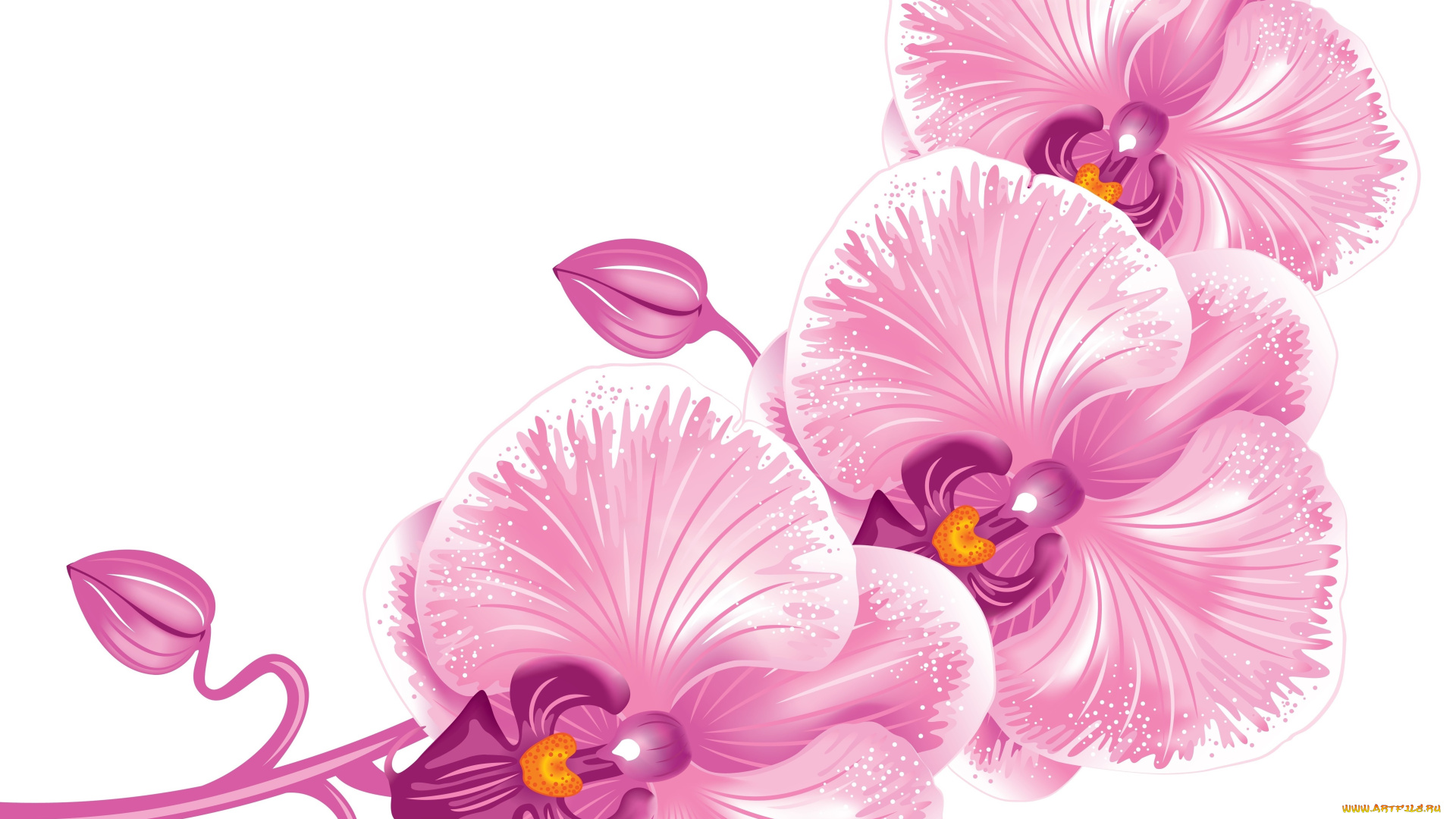 векторная, графика, цветы, , flowers, цветы