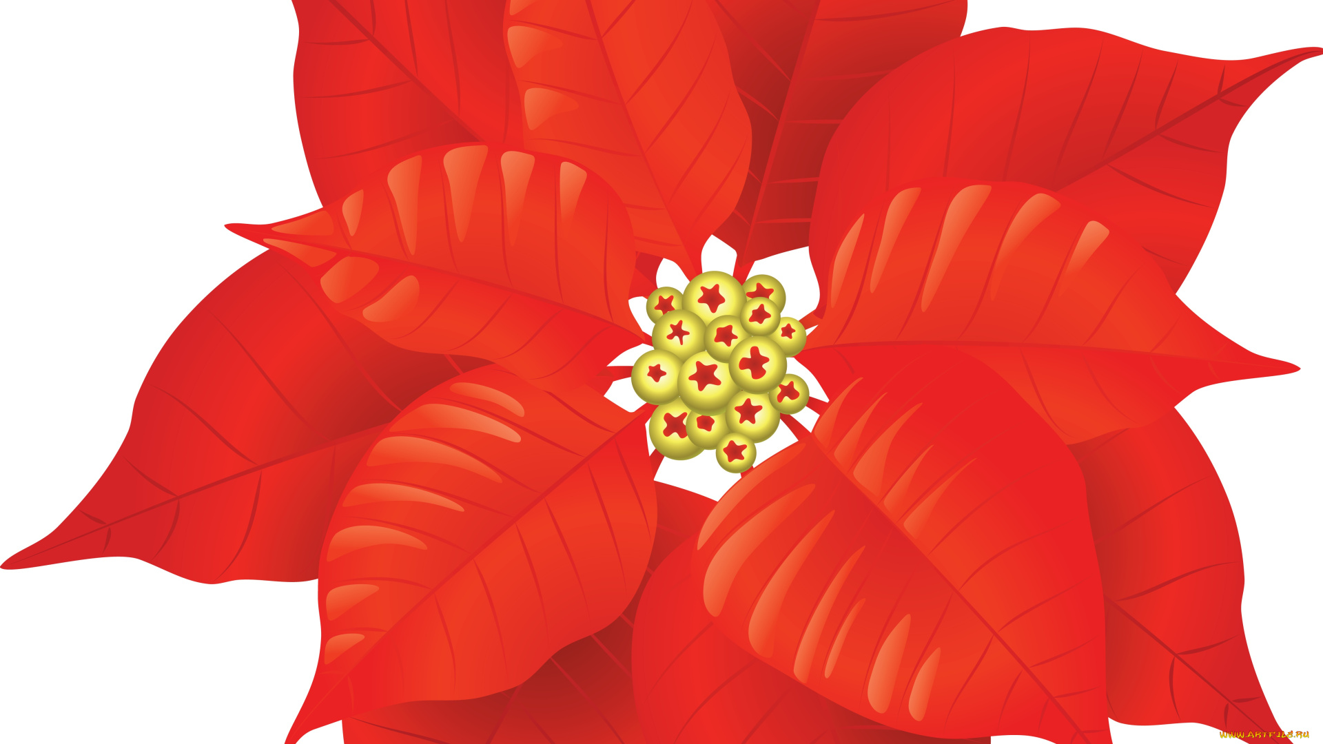 векторная, графика, цветы, , flowers, фон, лепестки, цветок