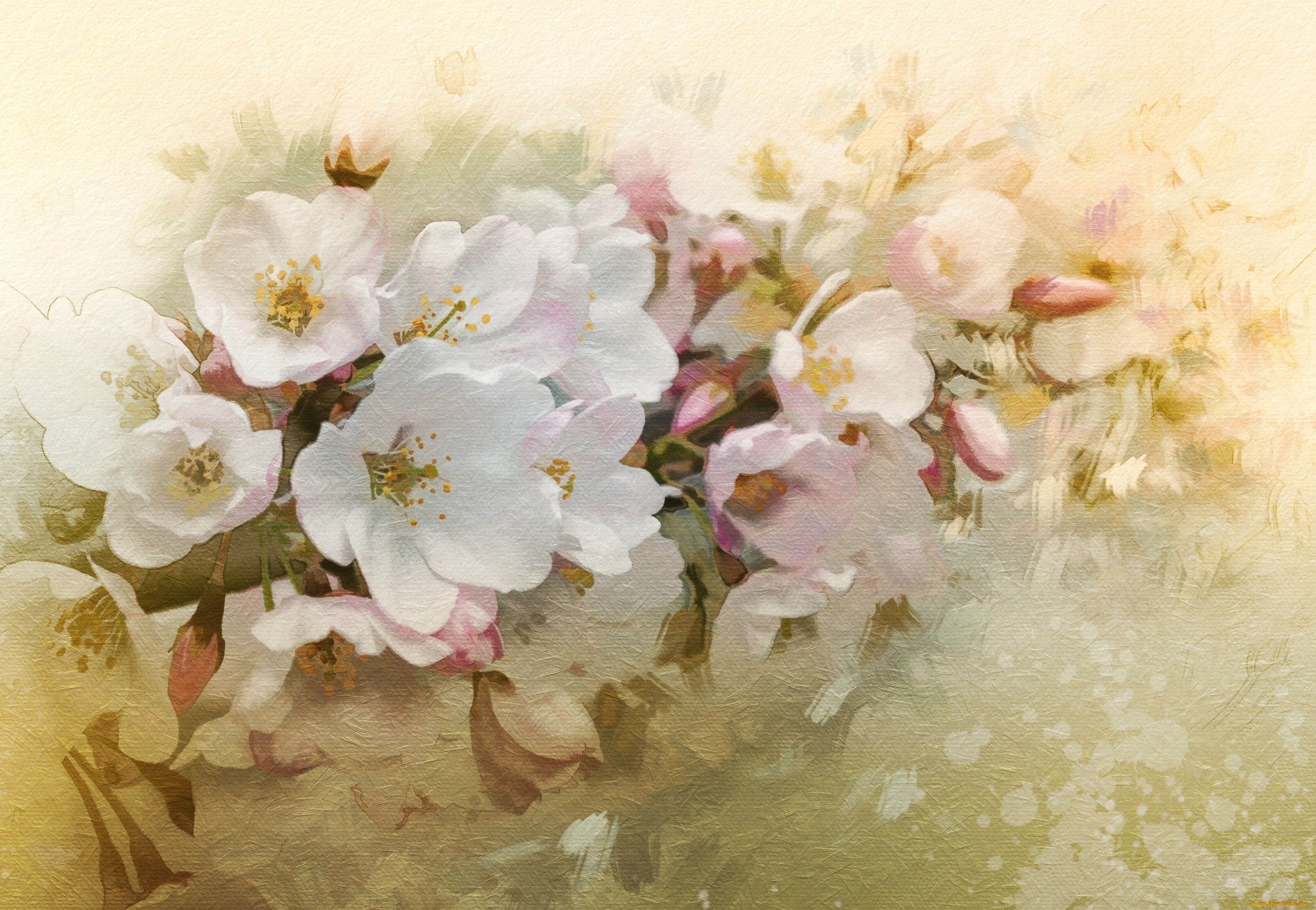 рисованное, цветы, вишня, ветка, цветение, весна