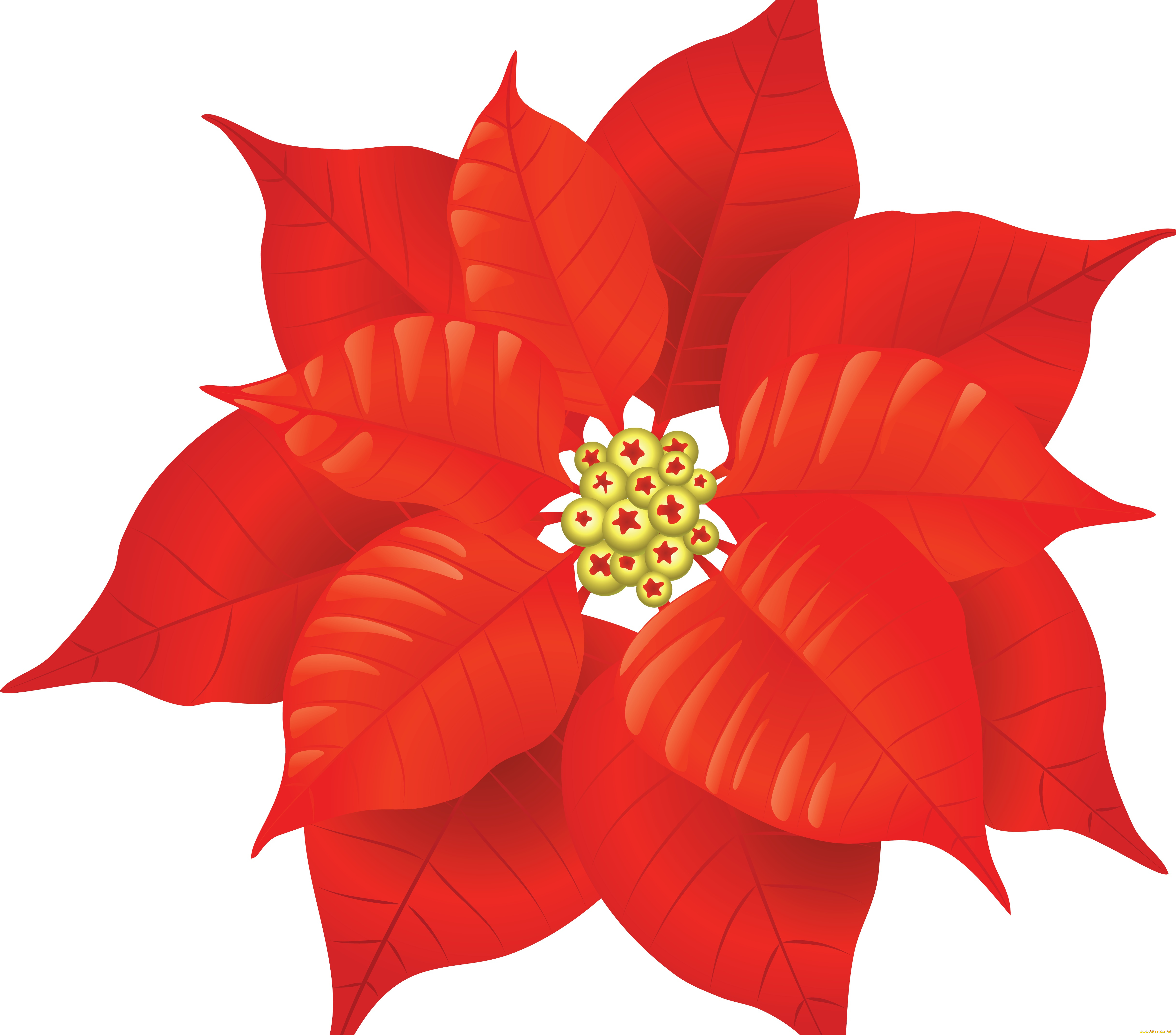 векторная, графика, цветы, , flowers, фон, лепестки, цветок