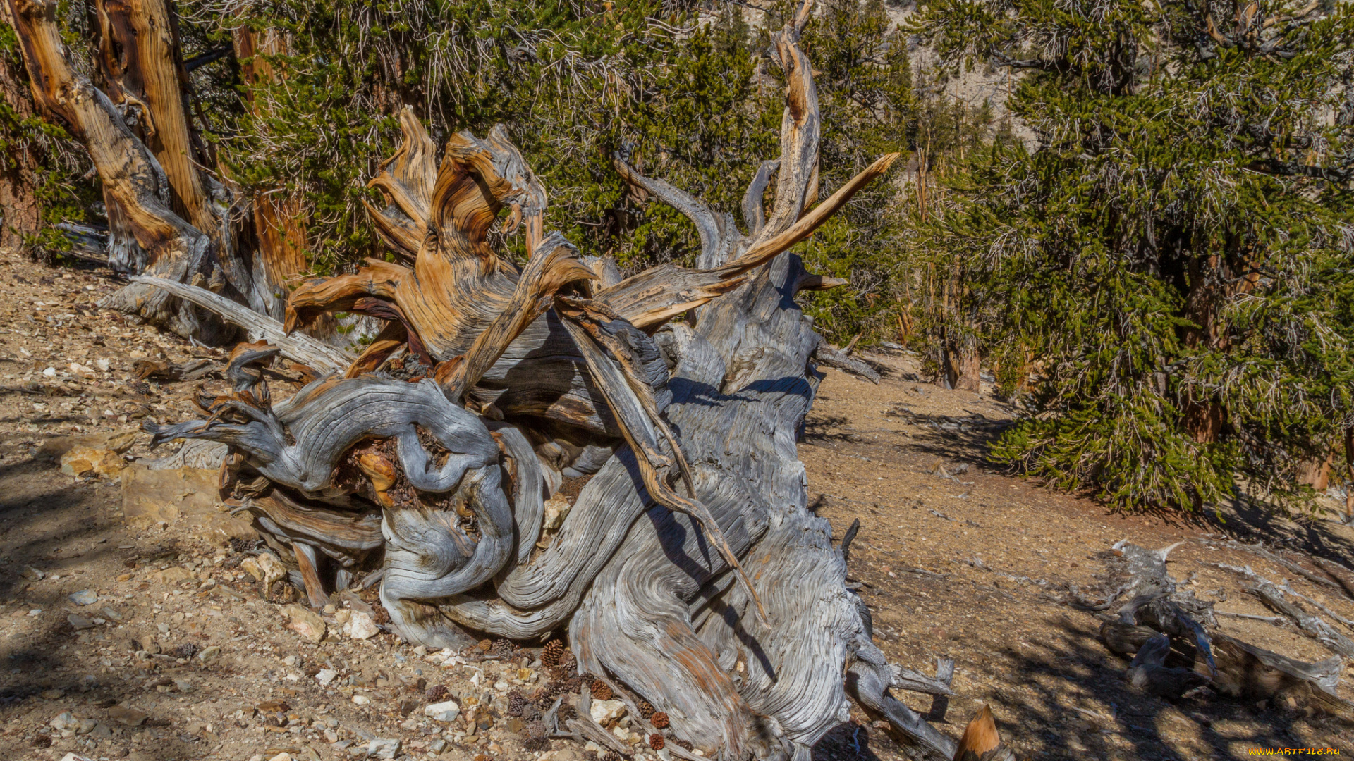 природа, лес, простор