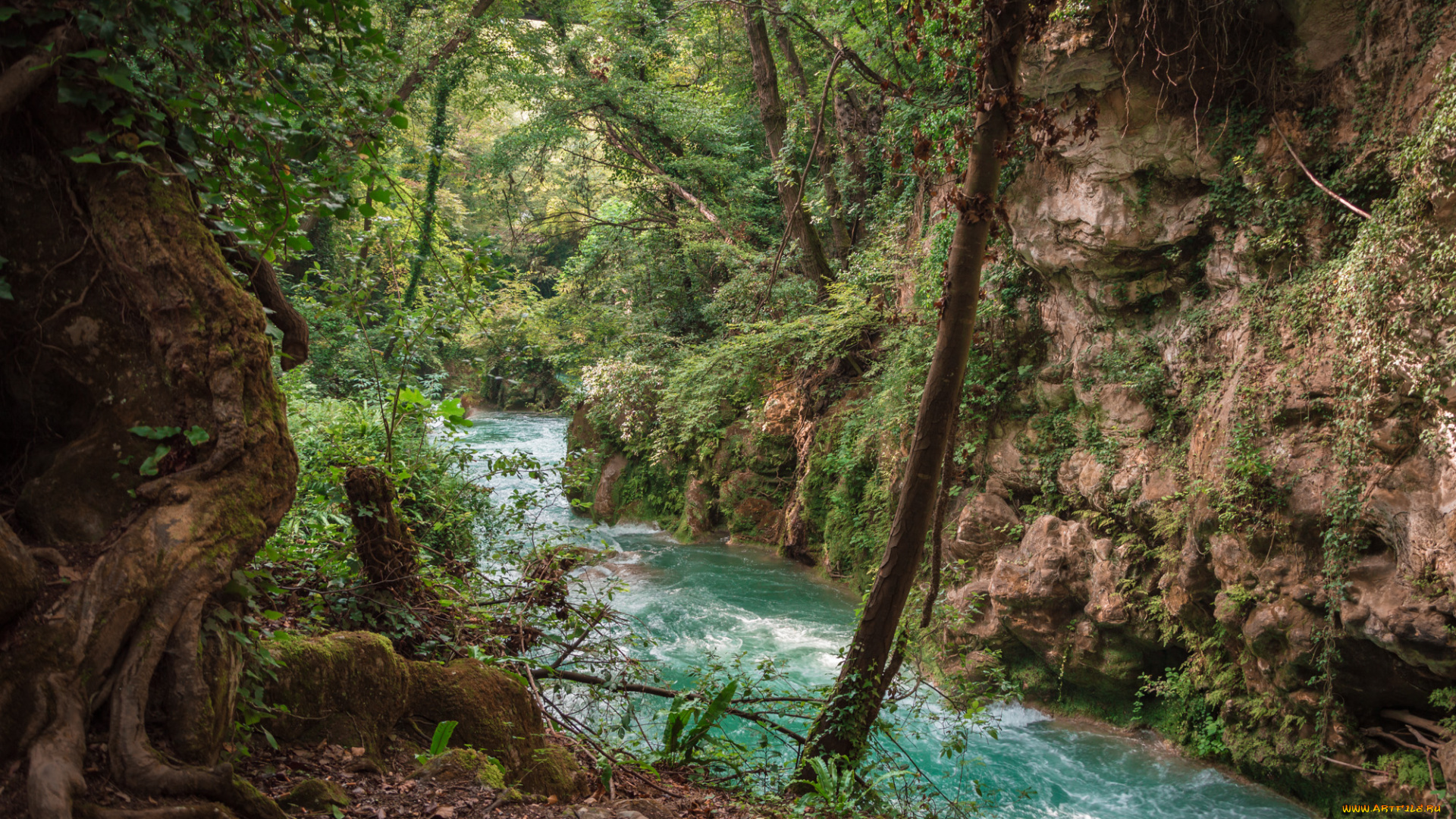 природа, реки, озера, лес, река