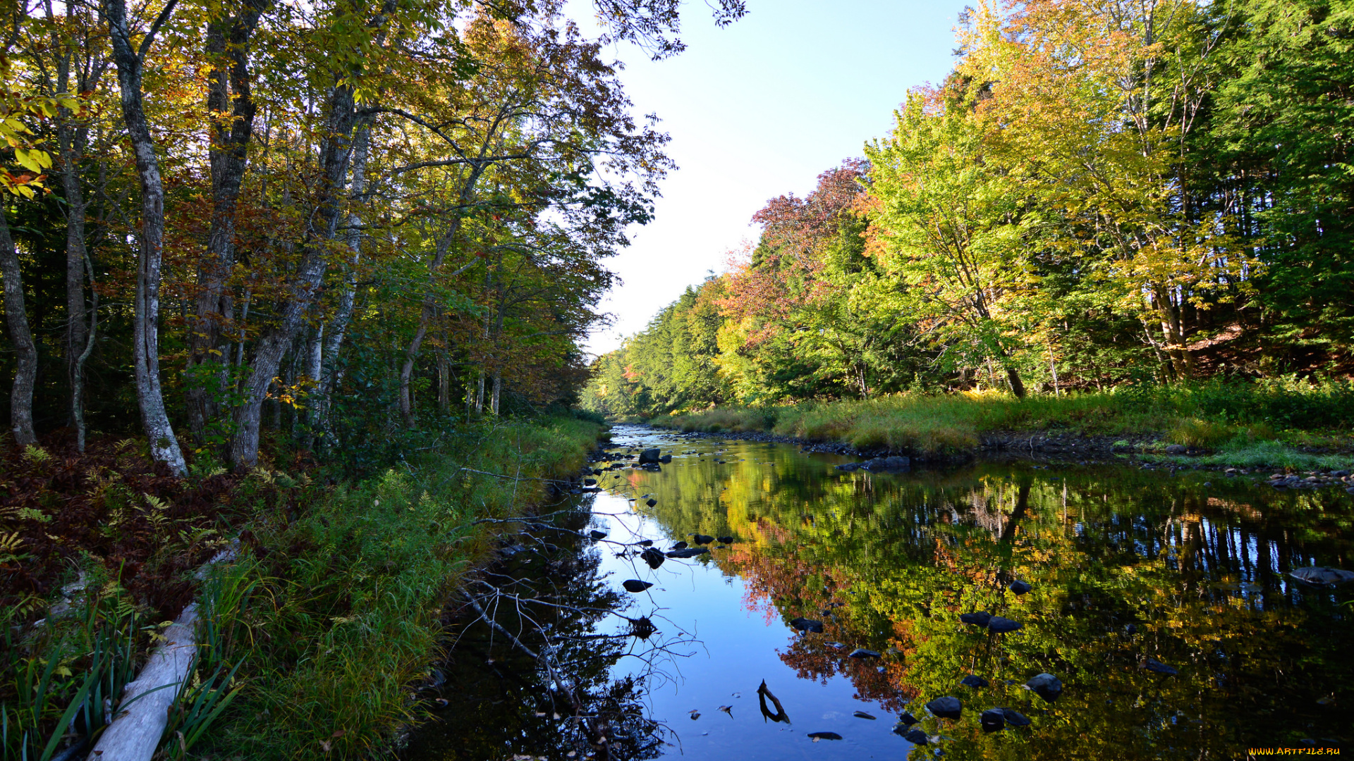 природа, реки, озера, лес, река
