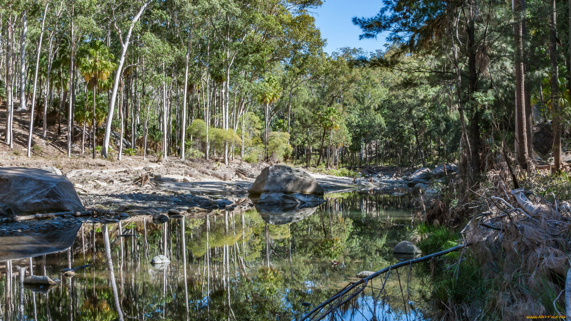 природа, реки, озера, лес, река