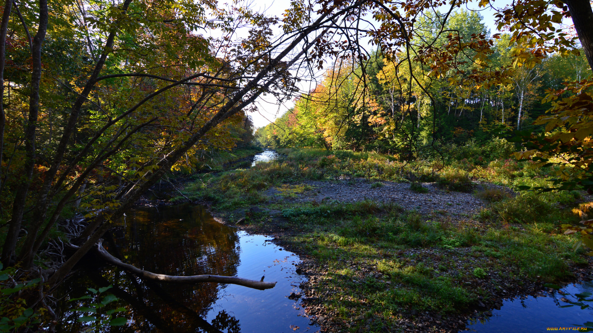 природа, реки, озера, лес, река