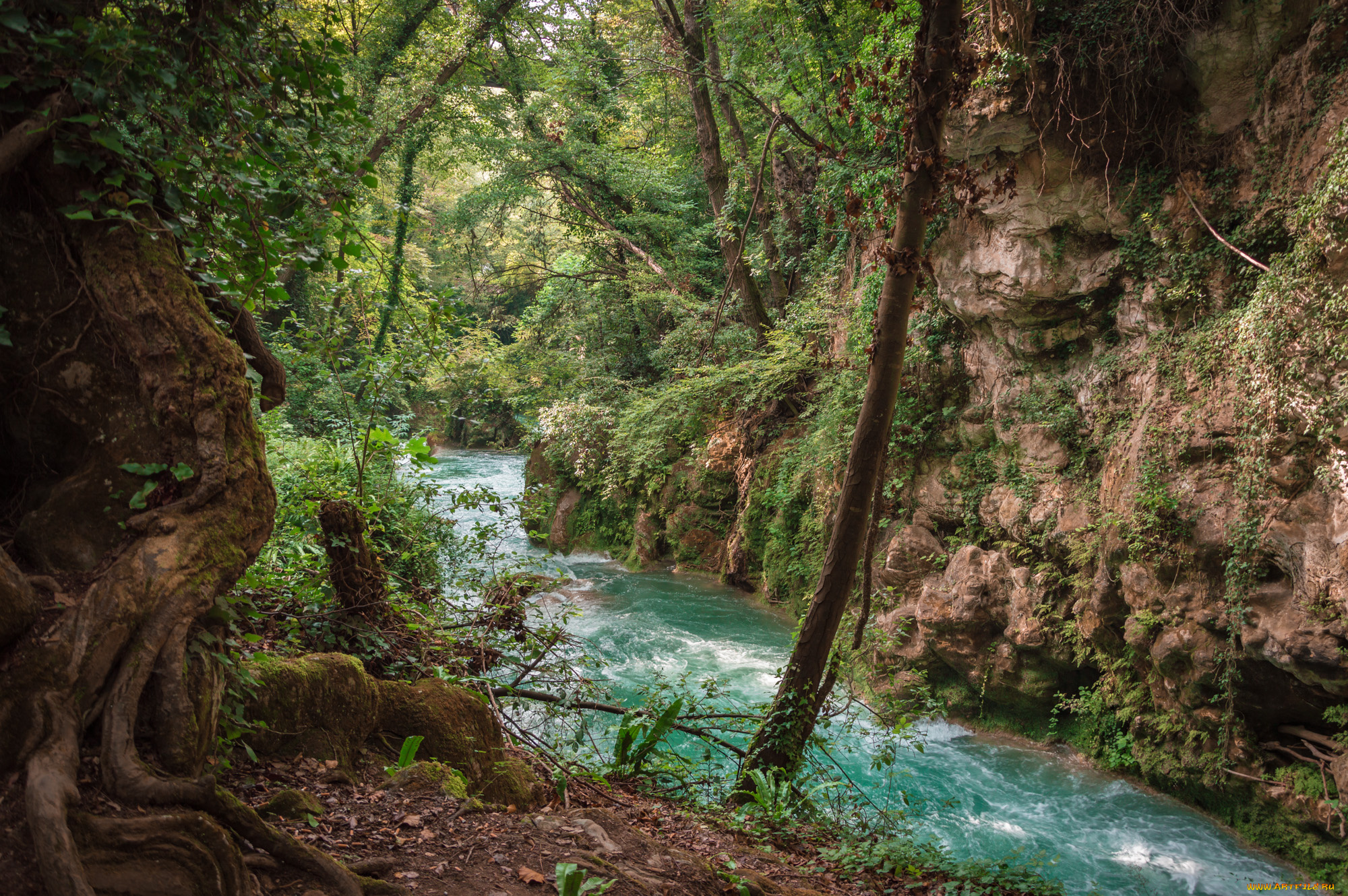 природа, реки, озера, лес, река