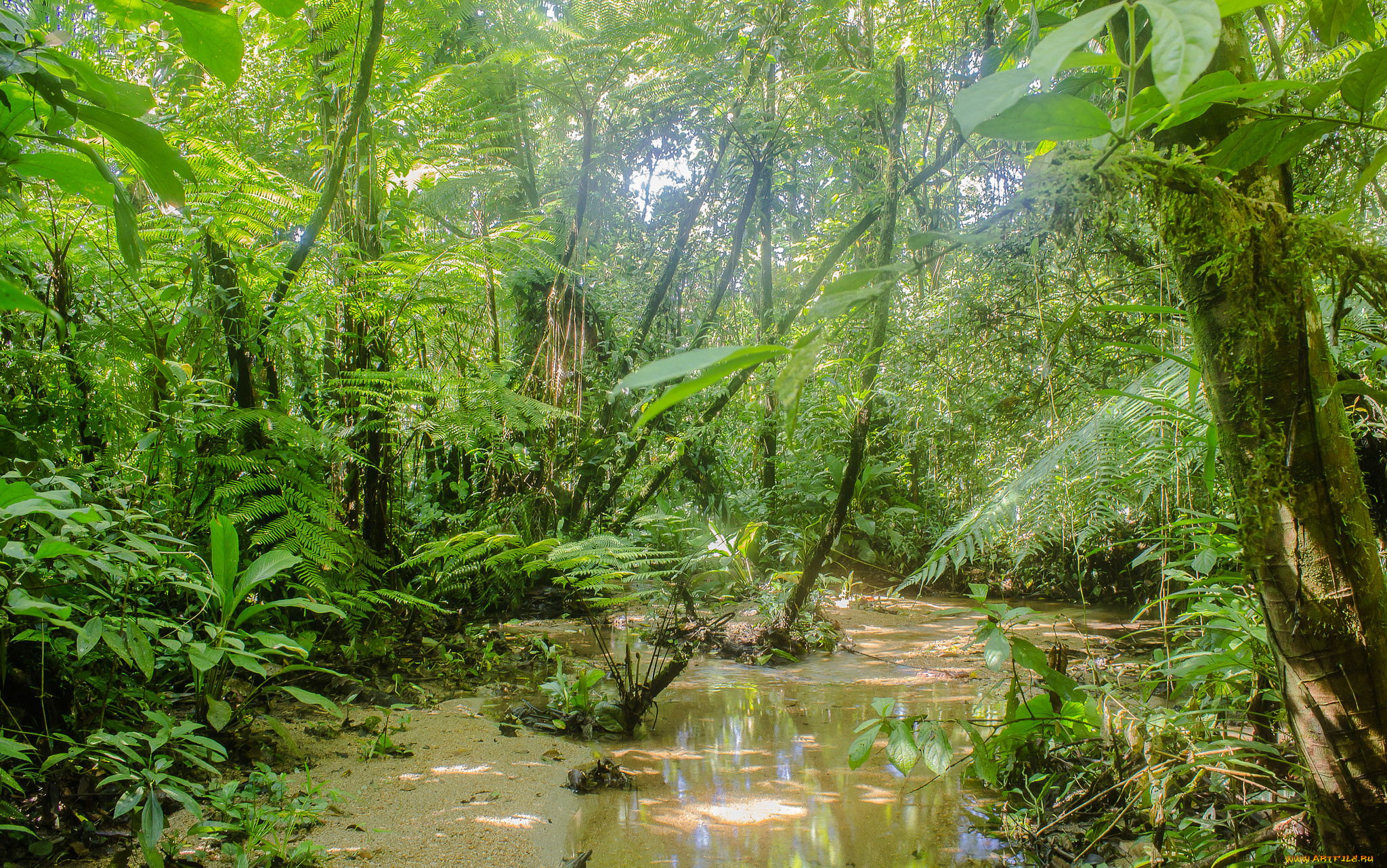 природа, реки, озера, лес, река