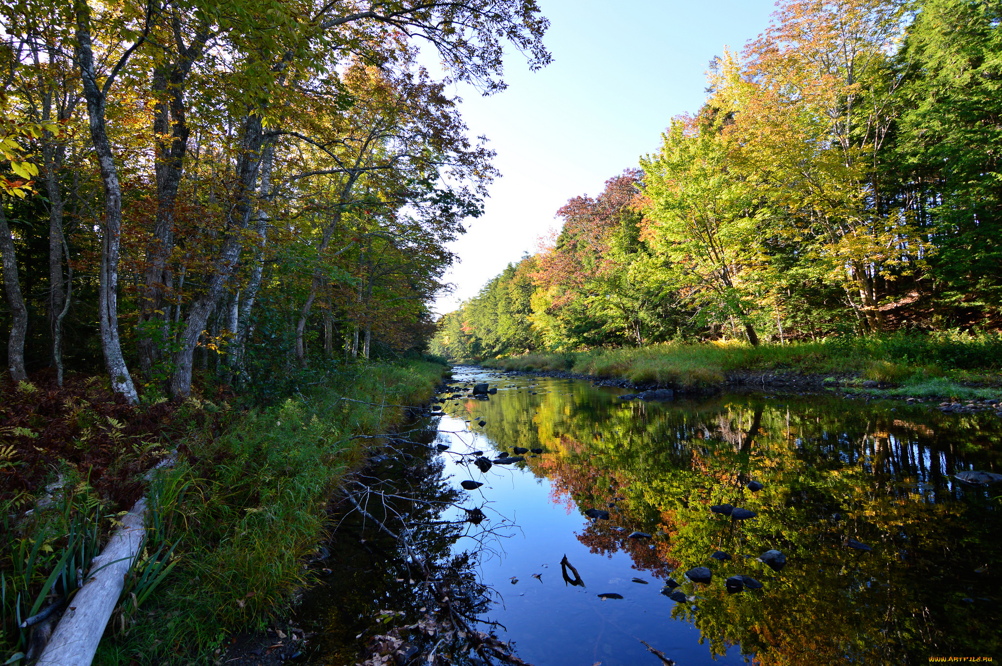 природа, реки, озера, лес, река