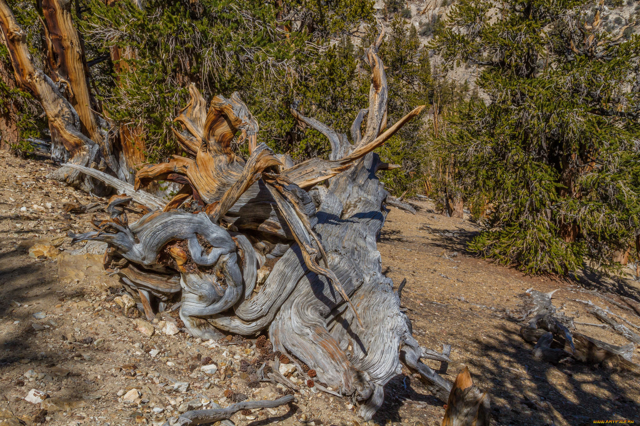 природа, лес, простор