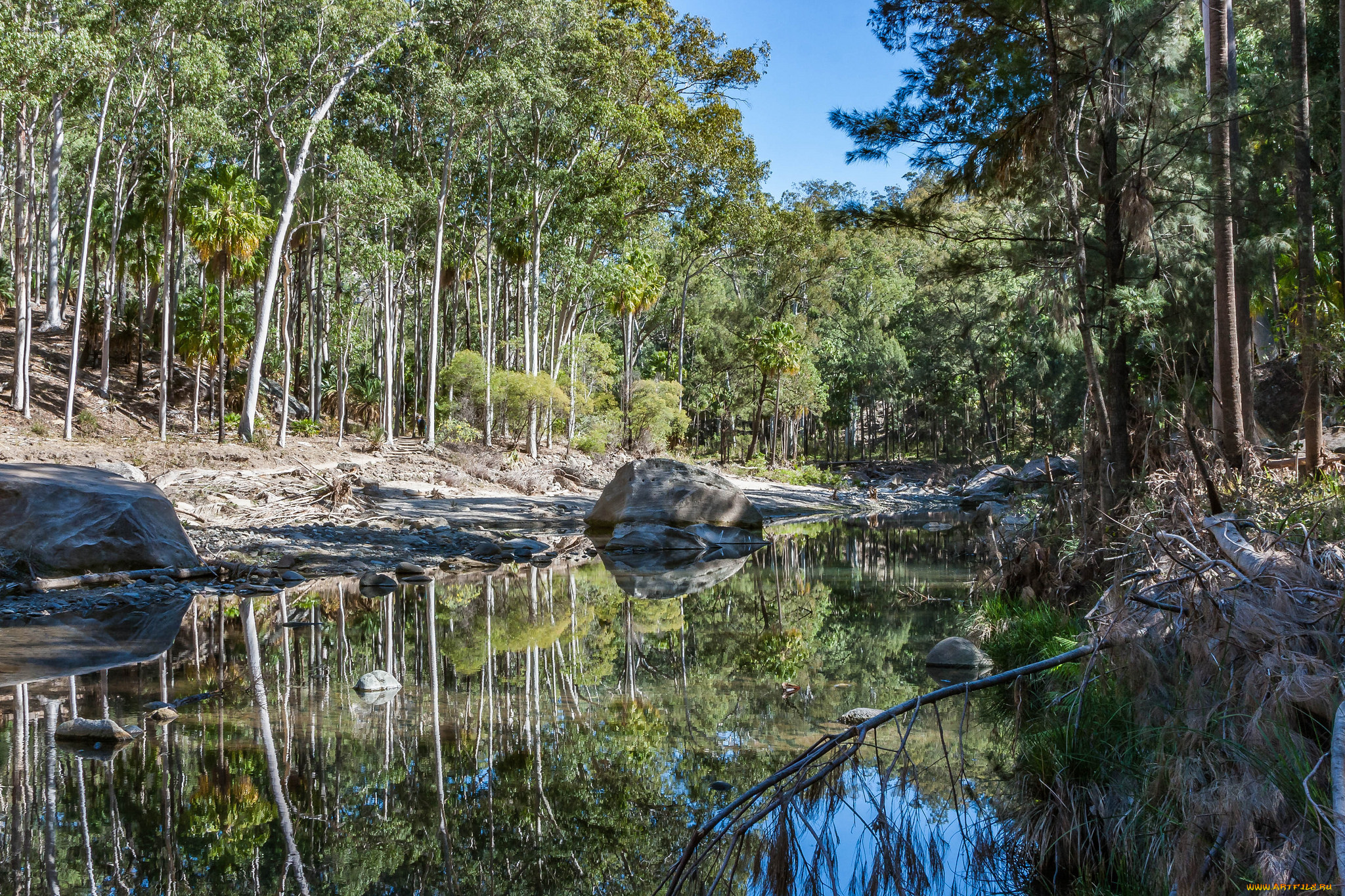 природа, реки, озера, лес, река