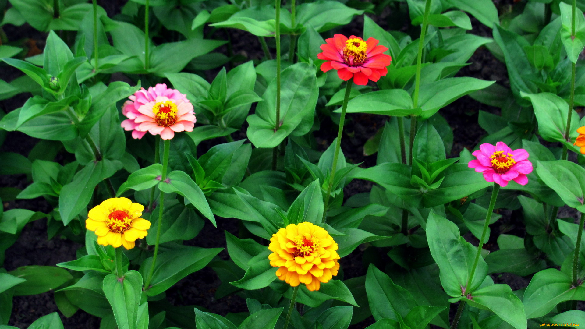 цветы, цинния