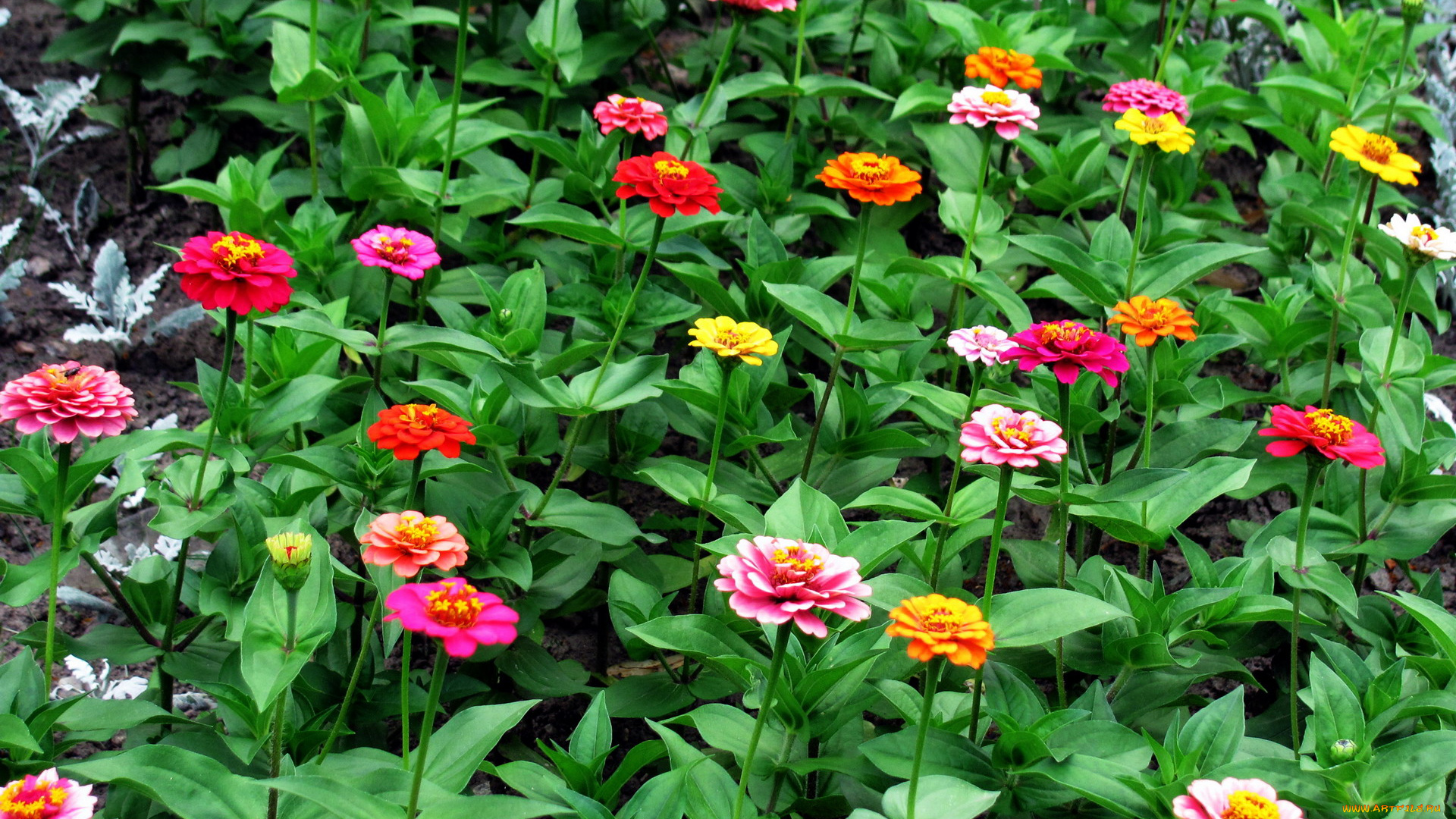 цветы, цинния