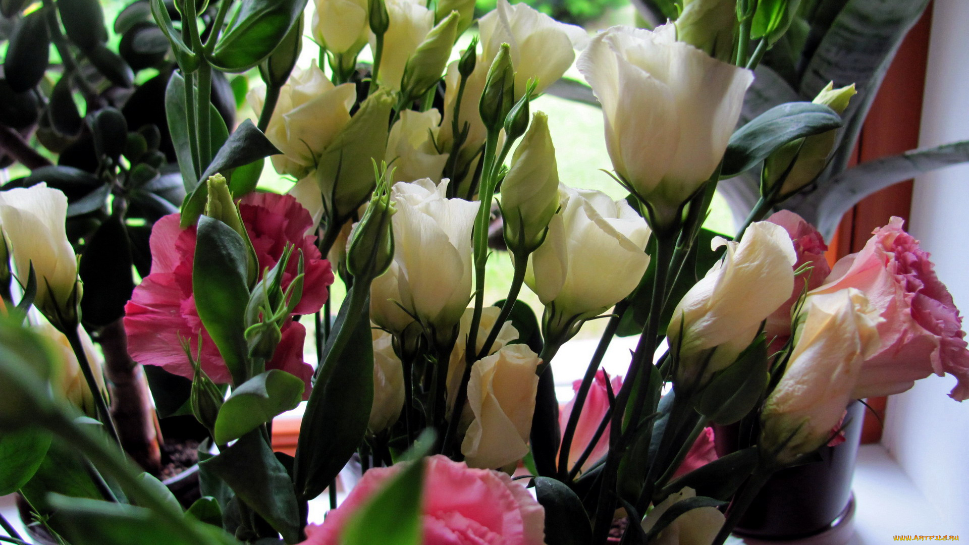 цветы, эустома