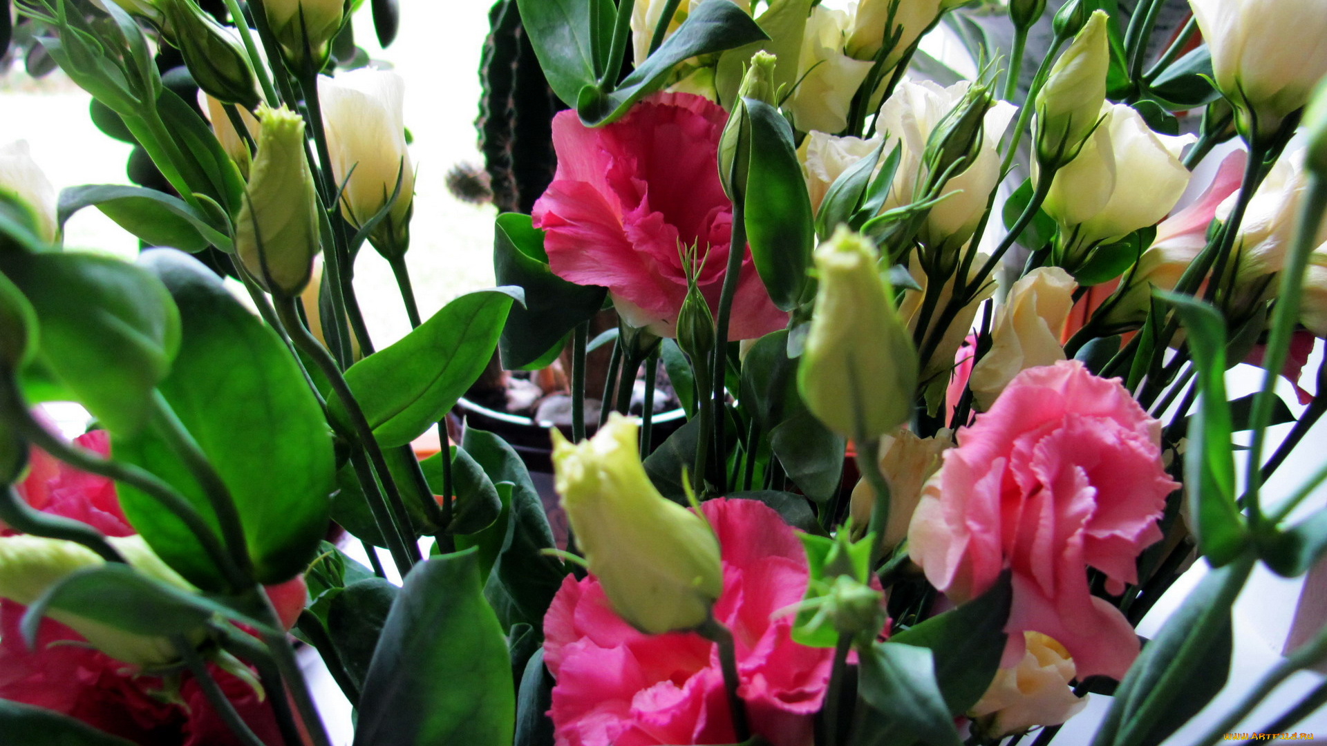 цветы, эустома