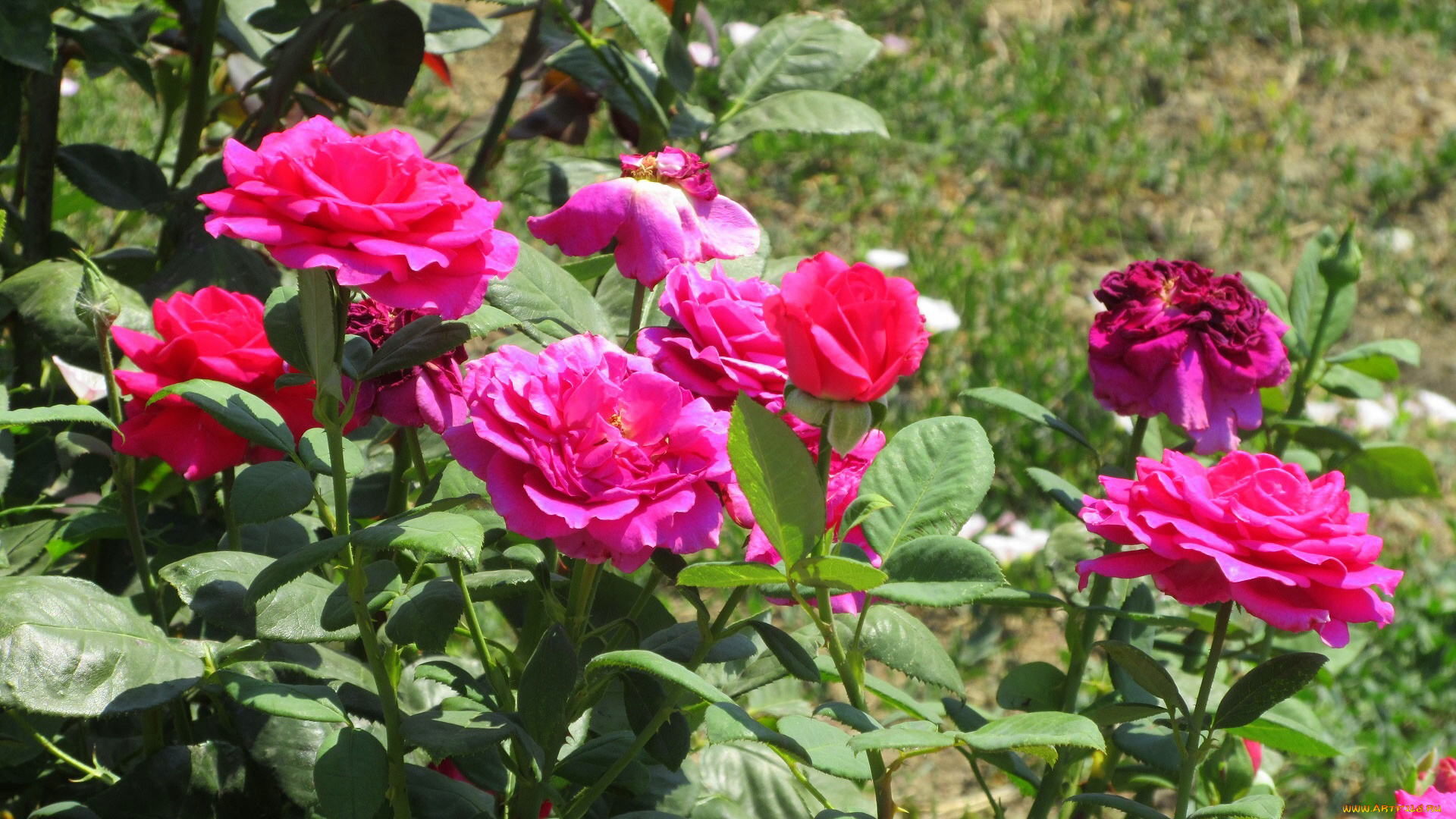 цветы, розы, лето, 2018, июнь